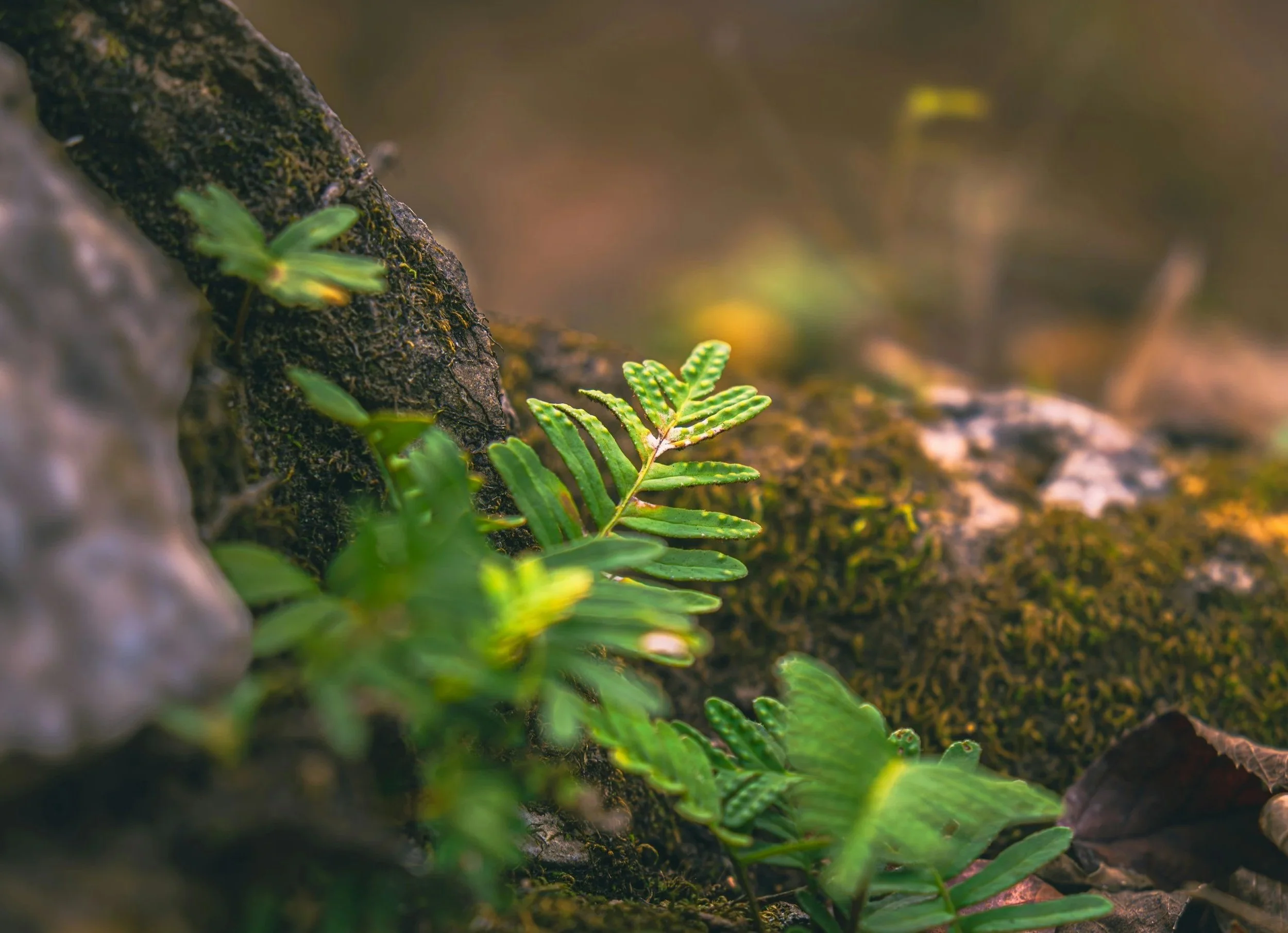 Close-up of small green plants growing on moss-covered rocks in a natural forest setting.