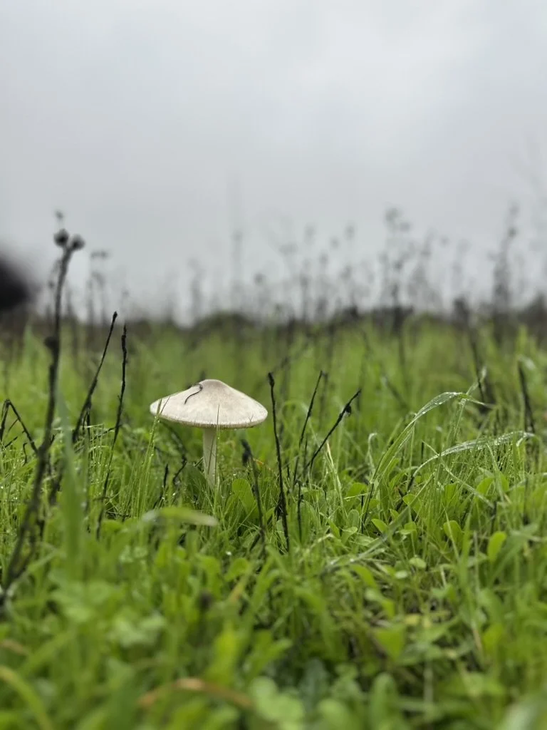 A single white mushroom growing in green grass on a cloudy day.