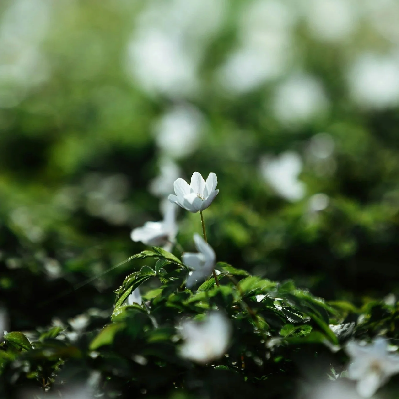 White flowers with green leaves in a natural setting, blurred background.
