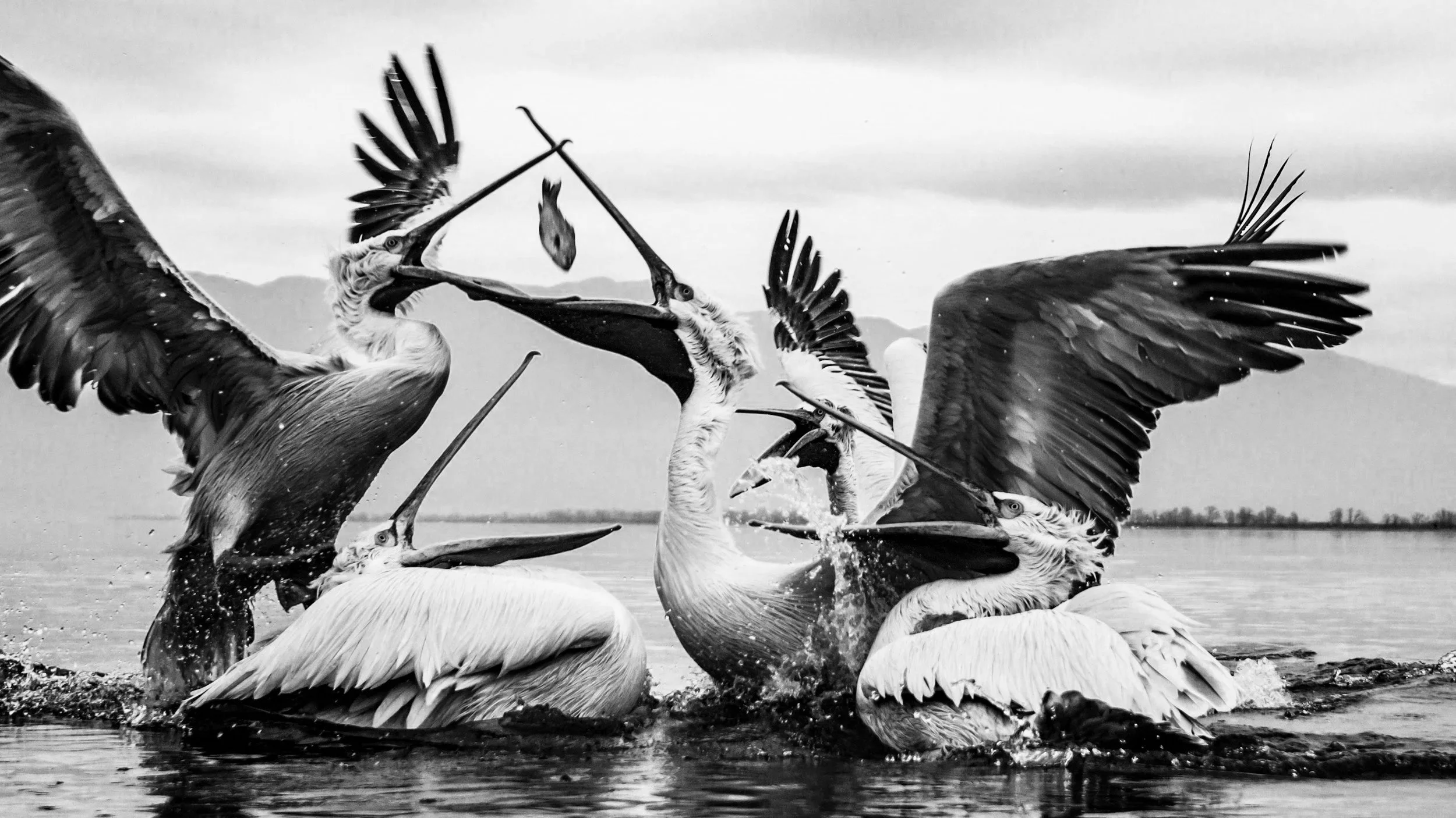 Two groups of pelicans fighting with their wings spread and beaks locked over water, creating splashes, with mountains or hills in the background.