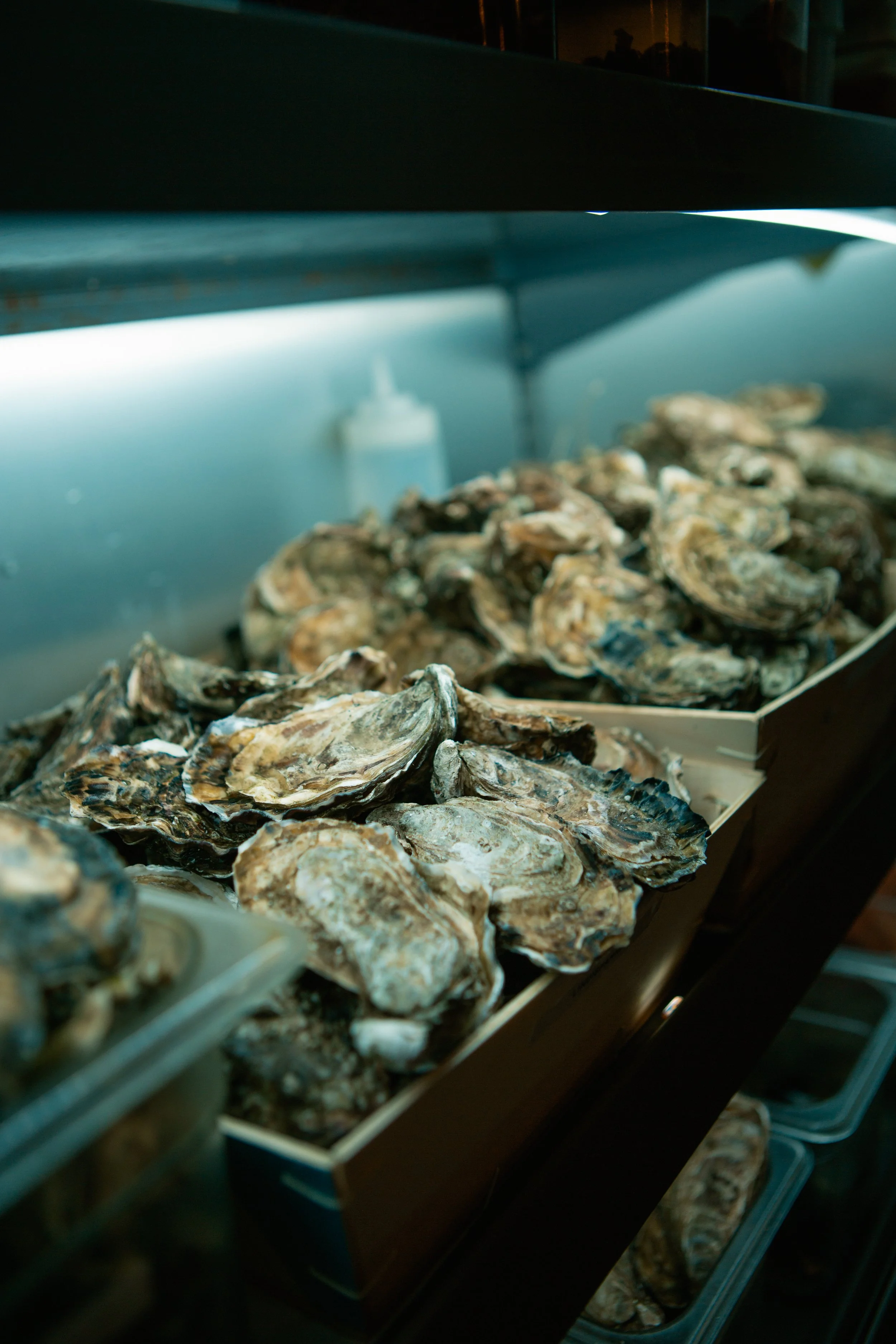 Close-up of a display of oysters on a metal tray at a seafood market or restaurant.