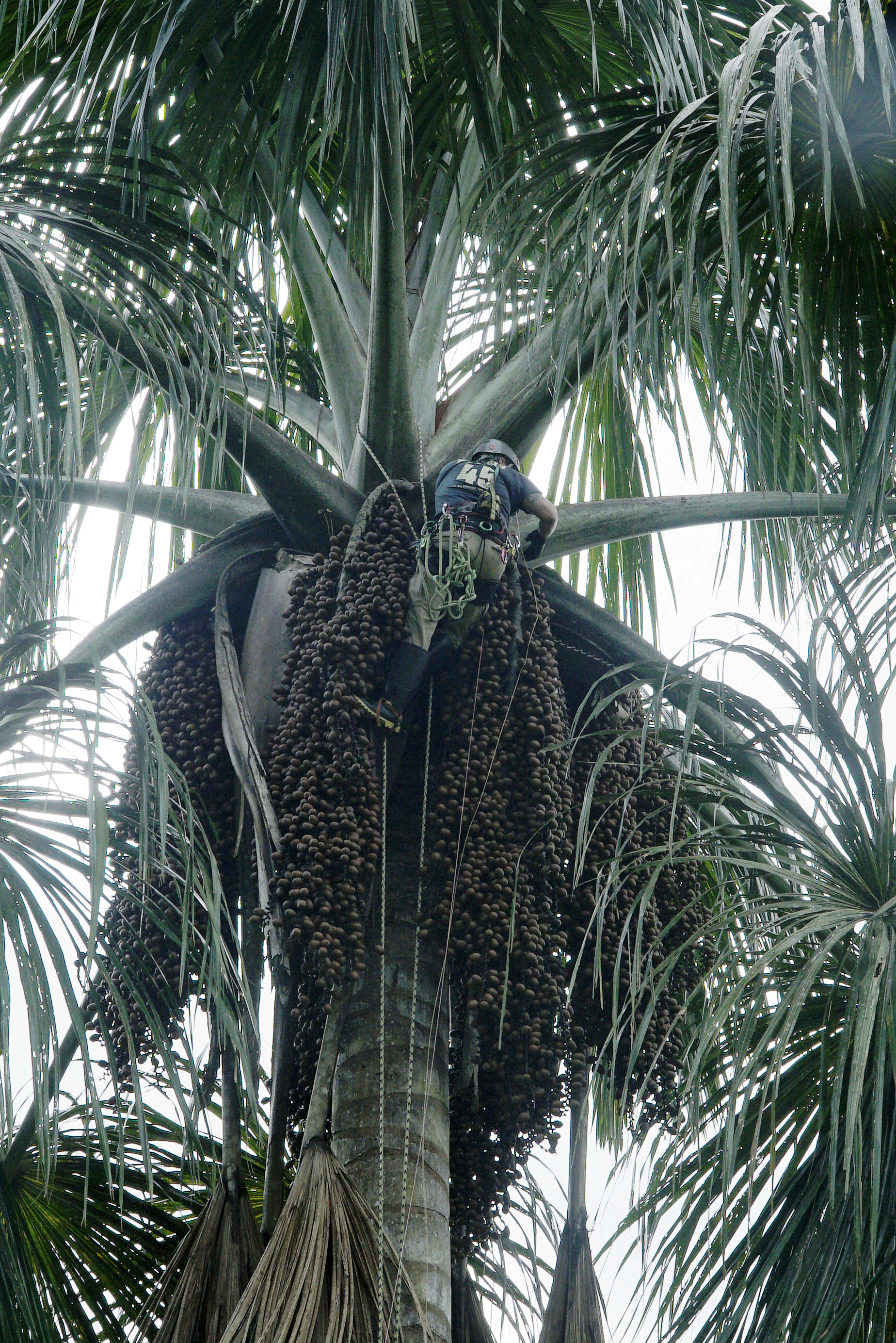 Puk Morette tree climbing