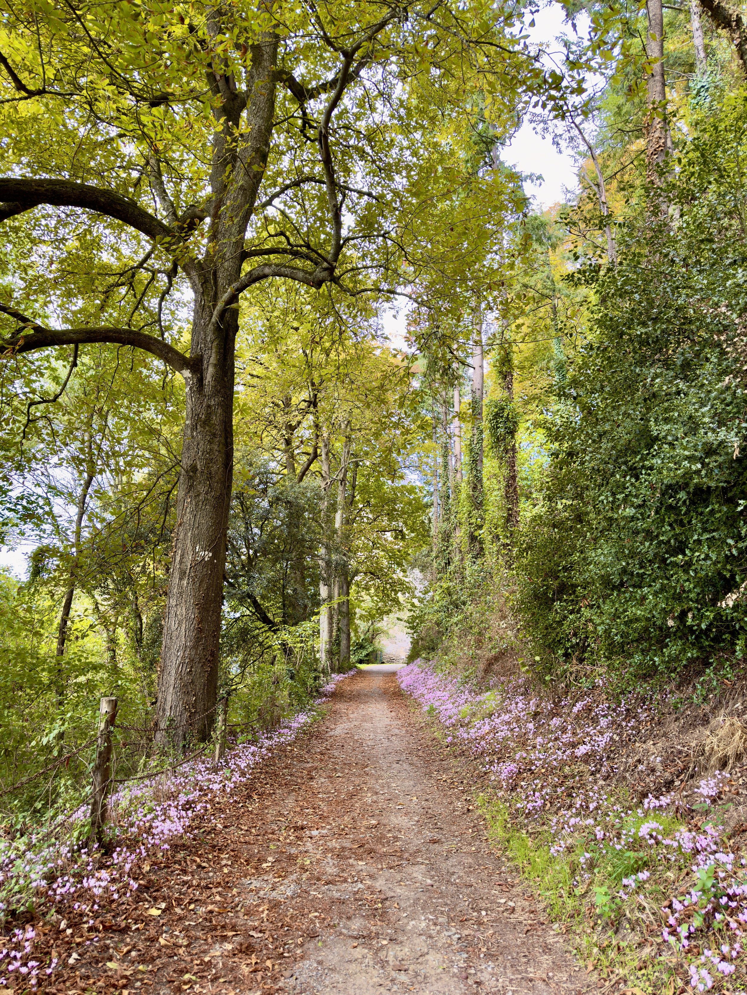 Chemin de terre bordé de fleurs violettes et de grands arbres feuillus dans une forêt