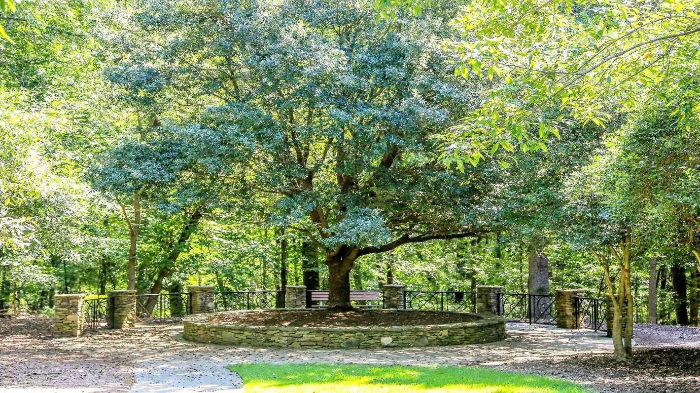 A large leafy tree surrounded by a low stone wall in a park with a walkway and benches near Birch & Branch in Raleigh, North Carolina