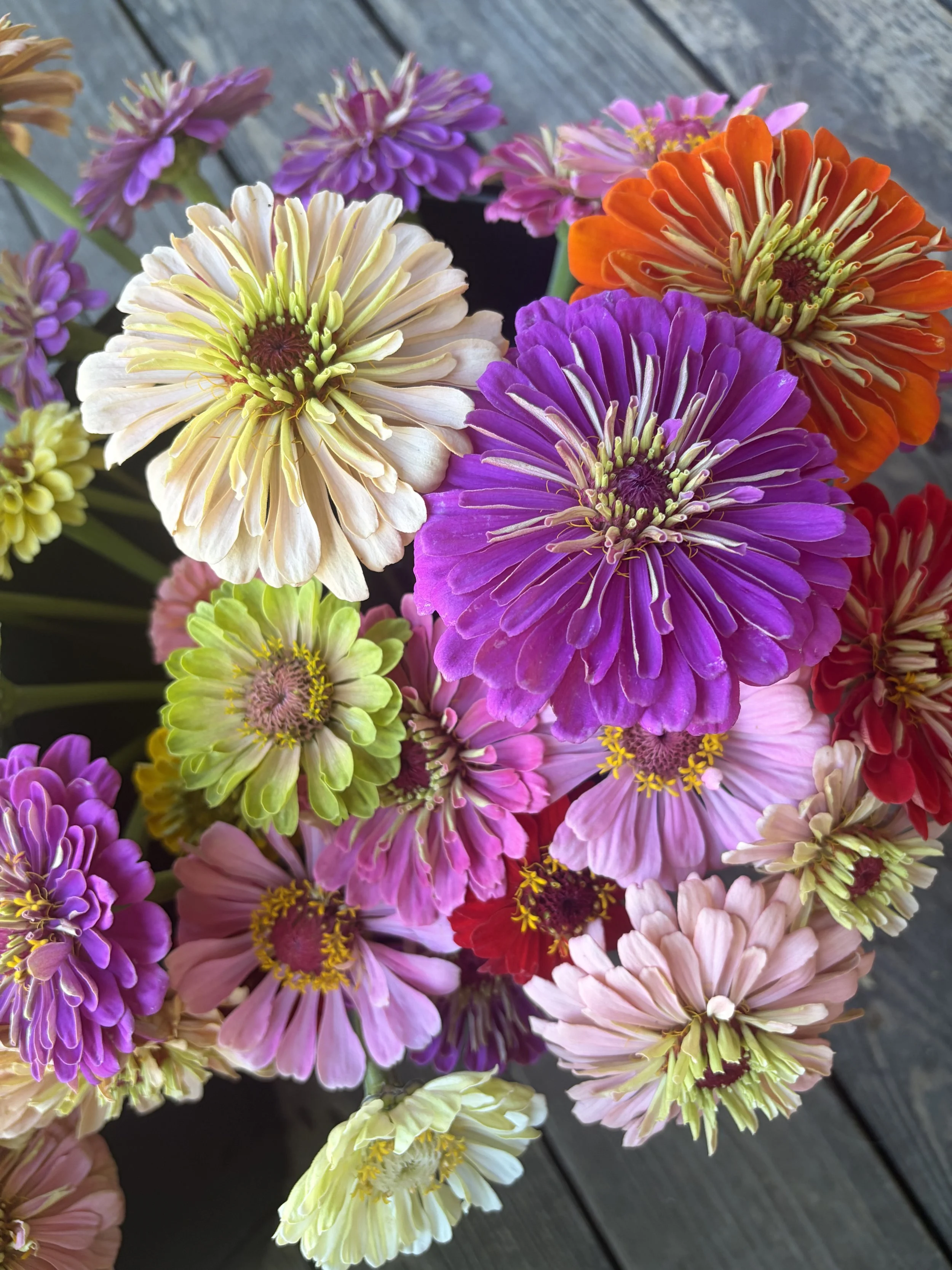 Close-up of multicolored zinnia flowers in shades of purple, pink, white, yellow, orange, and red, placed on a wooden surface.