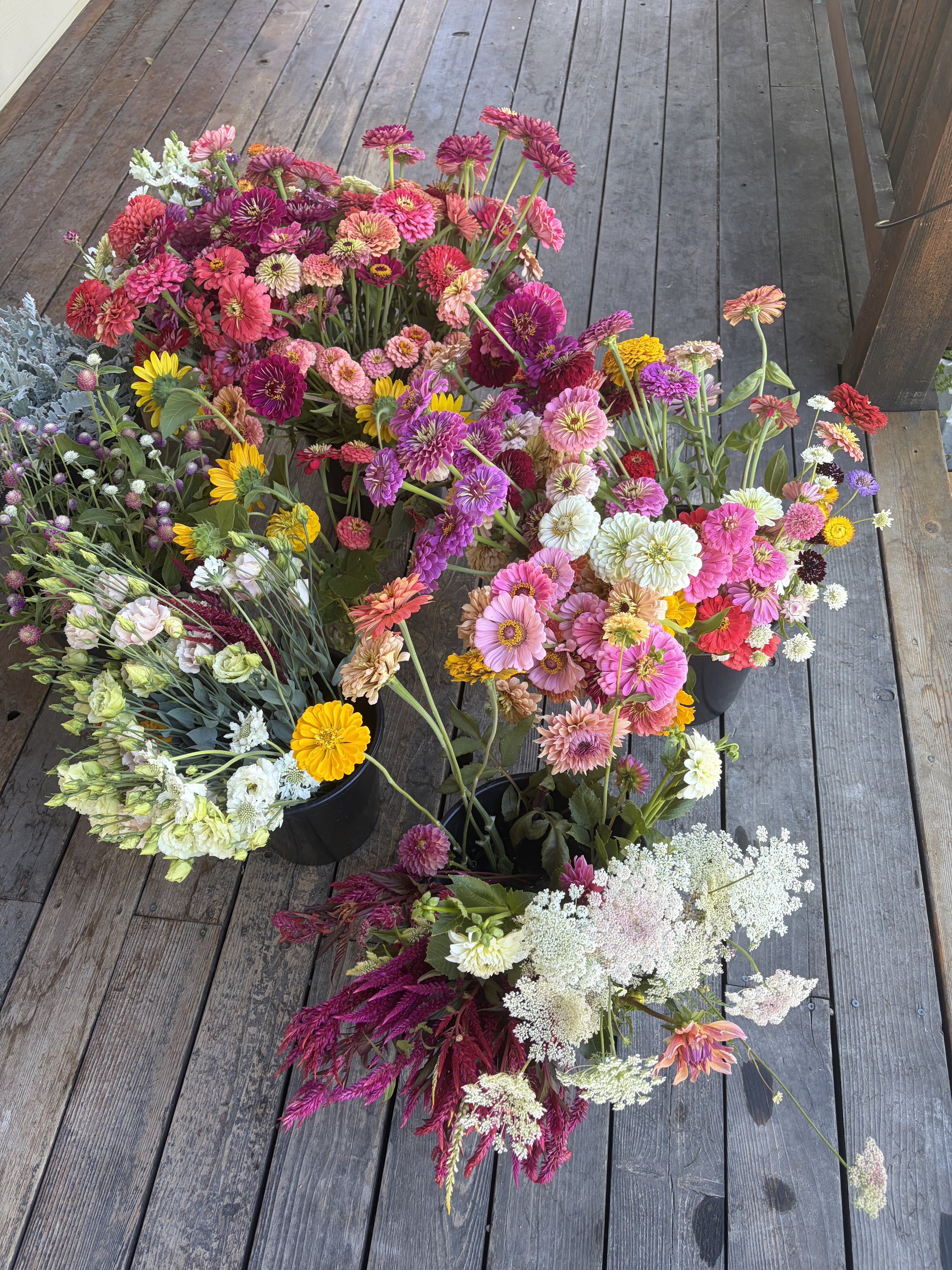 Various colorful flowers arranged in black pots on a wooden deck, including pink, yellow, white, purple, and red flowers with green leaves.