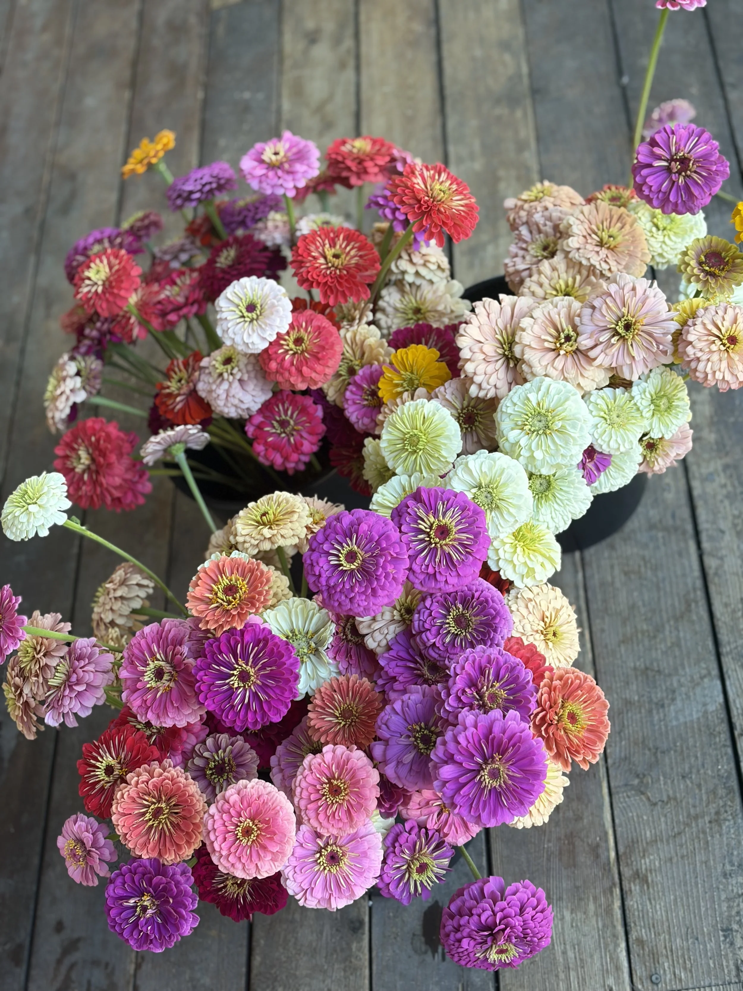 A colorful bouquet of zinnias in various shades of pink, purple, yellow, white, and red, placed on a wooden surface.
