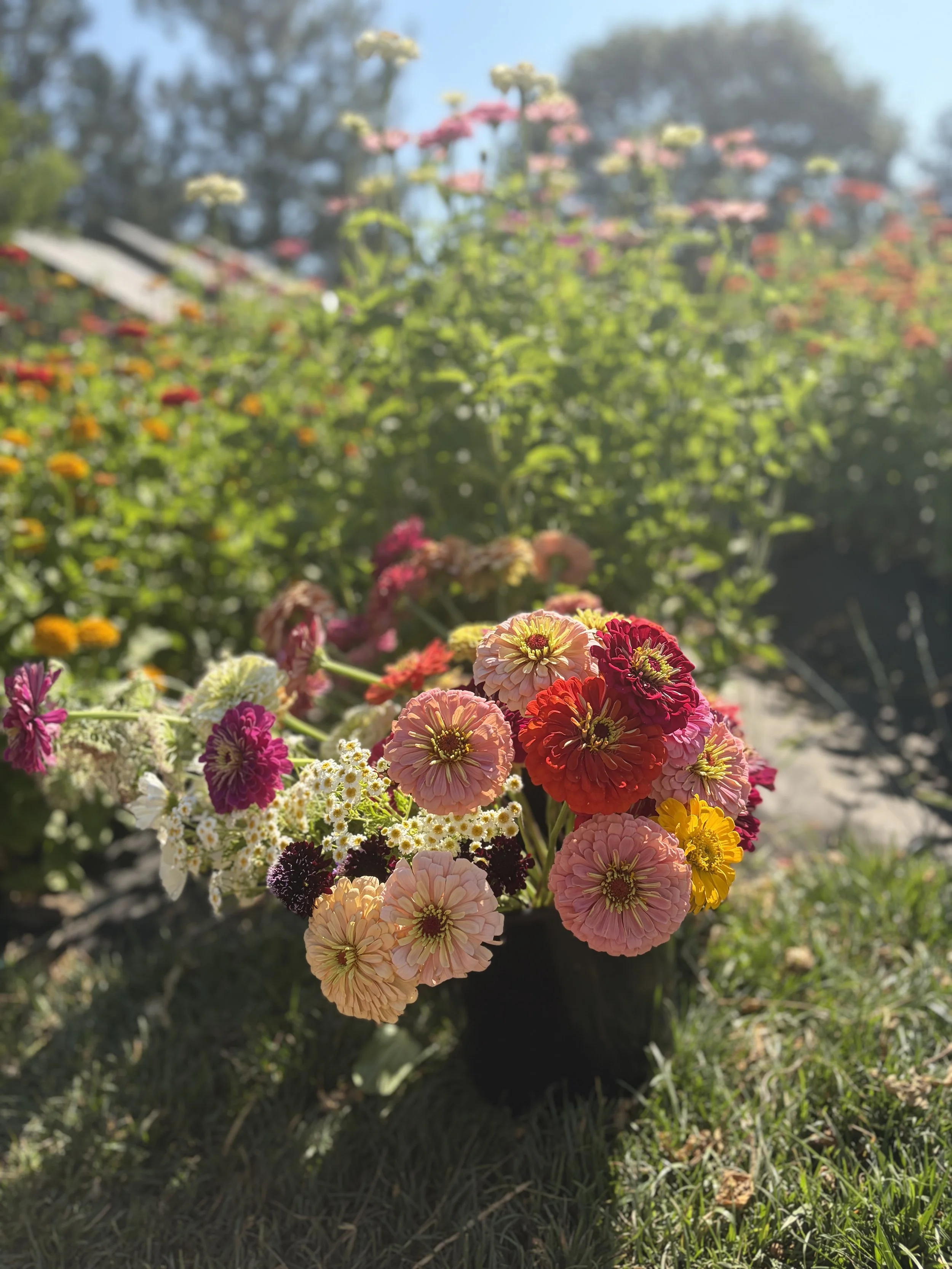 Colorful flowers in a garden with a blurred background of trees and grass, illuminated by sunlight.
