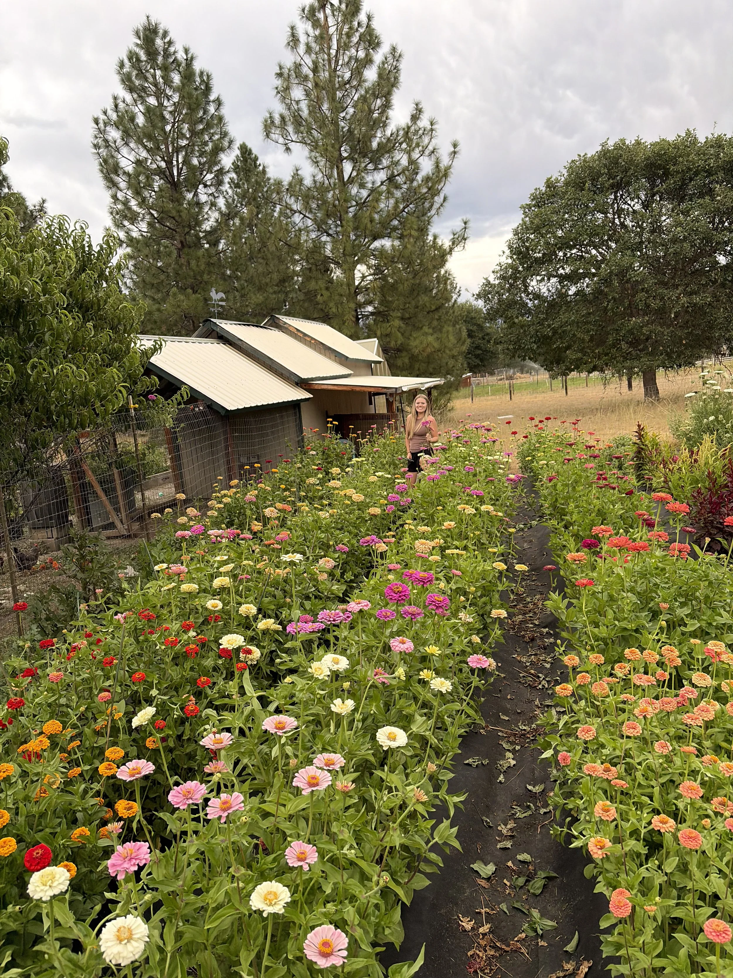 A person standing in a garden filled with colorful zinnia flowers, with trees and a small building in the background under a cloudy sky.