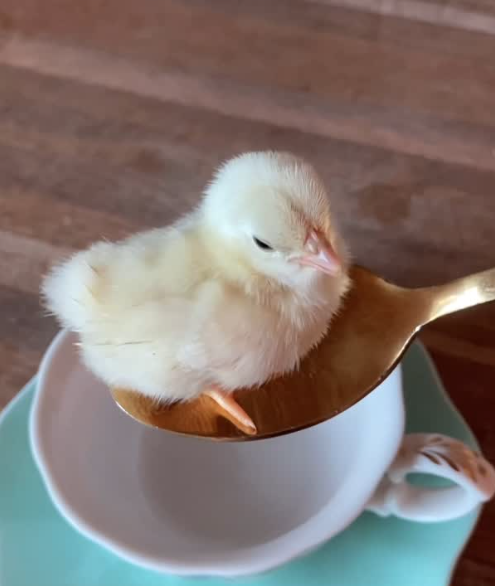 A small yellow chick sitting on a gold spoon, resting inside a teacup with a saucer underneath.
