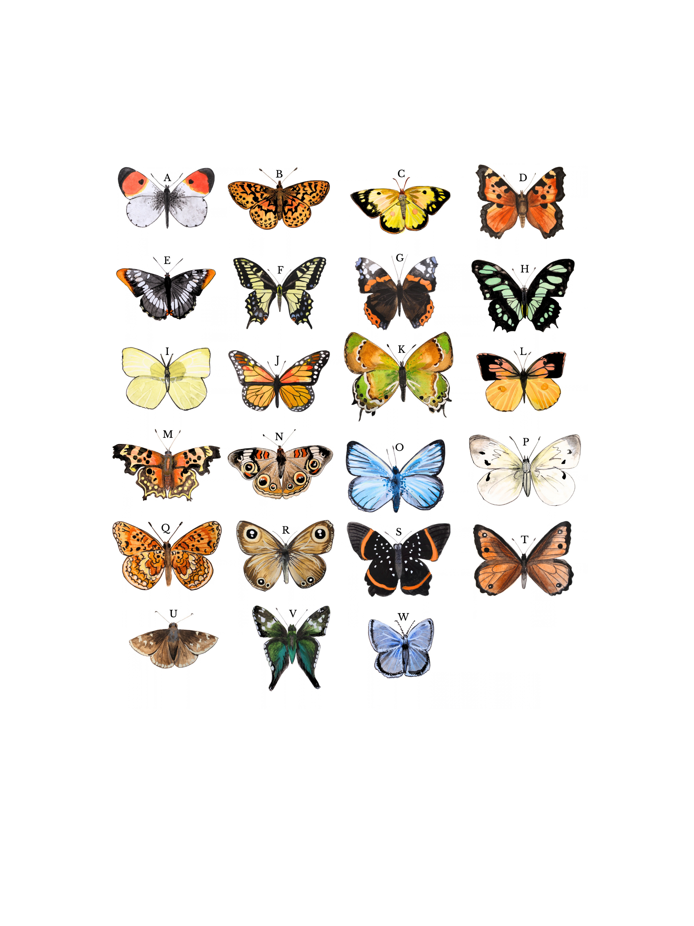 Butterfly Catalog.png