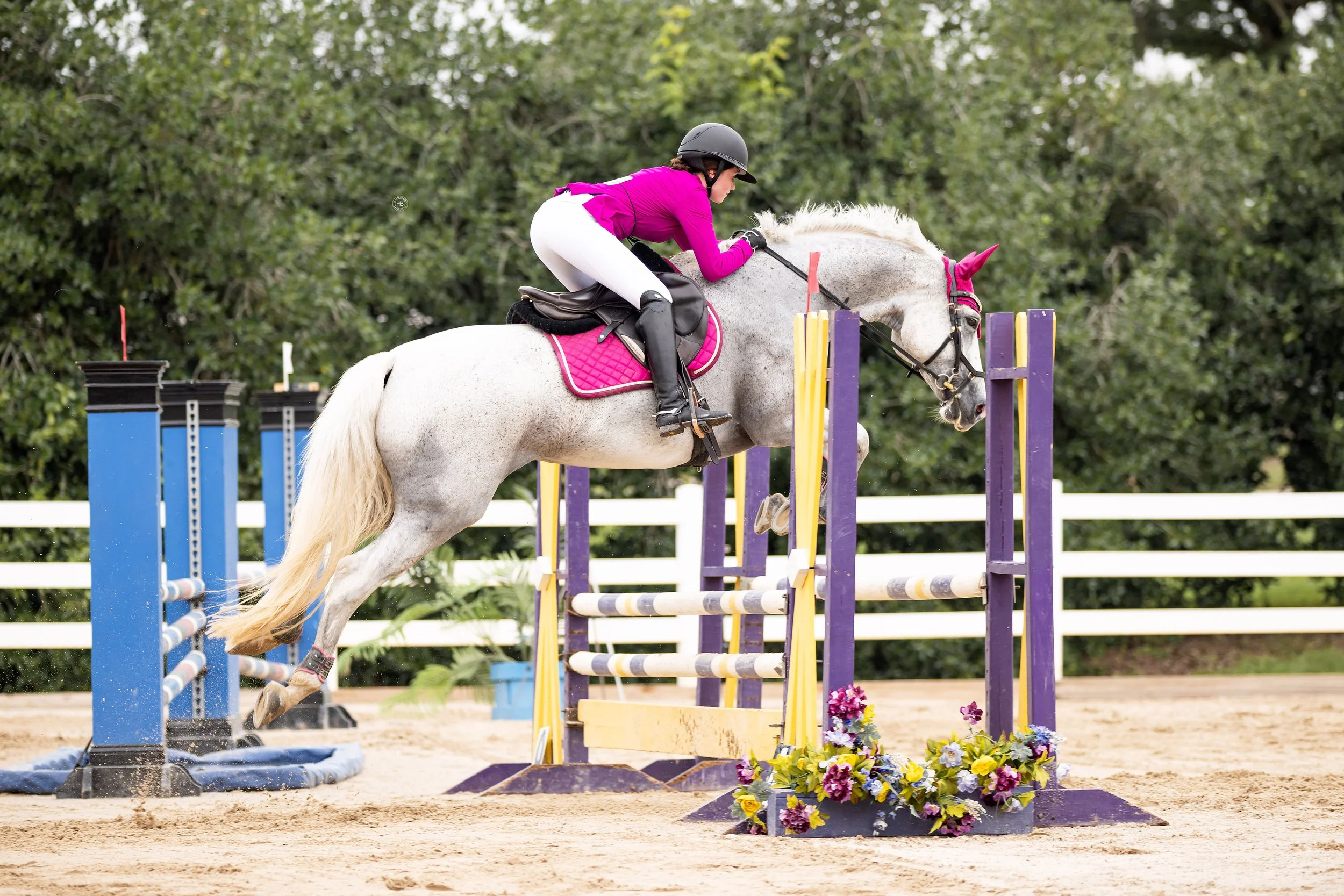 A female equestrian in a pink jacket, white riding pants, and black helmet riding a white horse jumping over a colorful obstacle decorated with flowers in an outdoor arena surrounded by green trees.