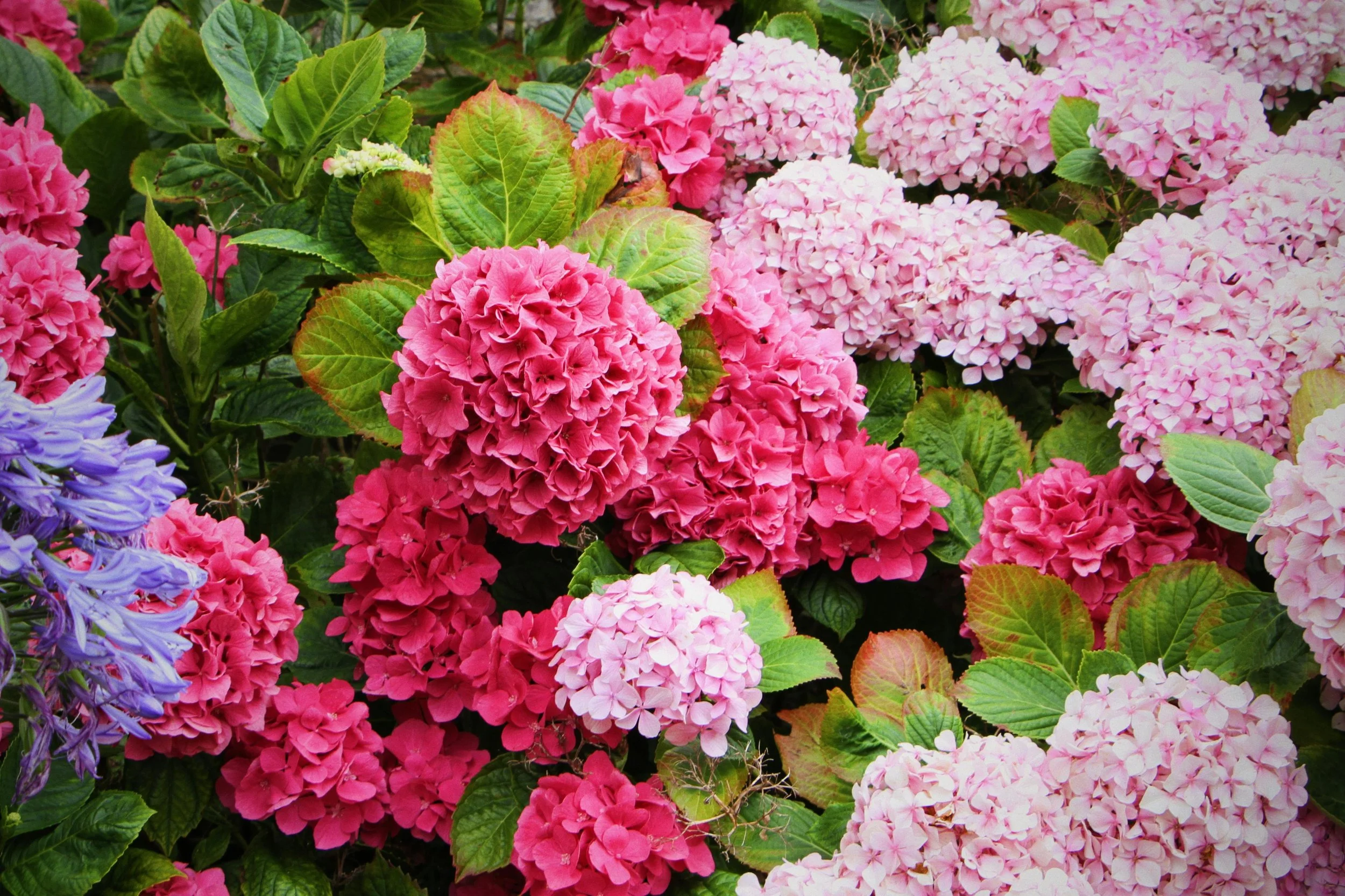 Vanguard: Pastels and Petals