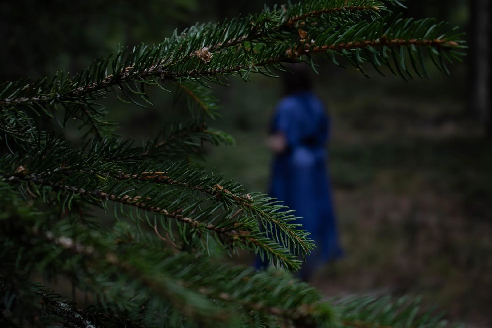 Une branche d'arbre vert foncé occupe une majeure partie de l'image, floue et en premier plan, avec une personne en arrière-plan, floue, portant une veste bleue dans une forêt.