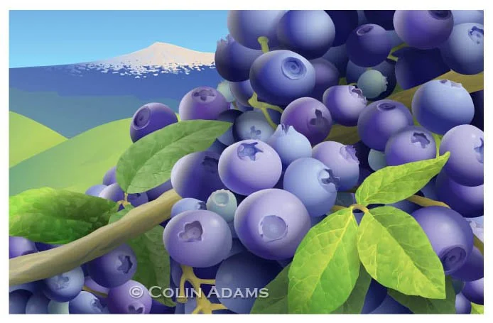 Blueberry package label illustration