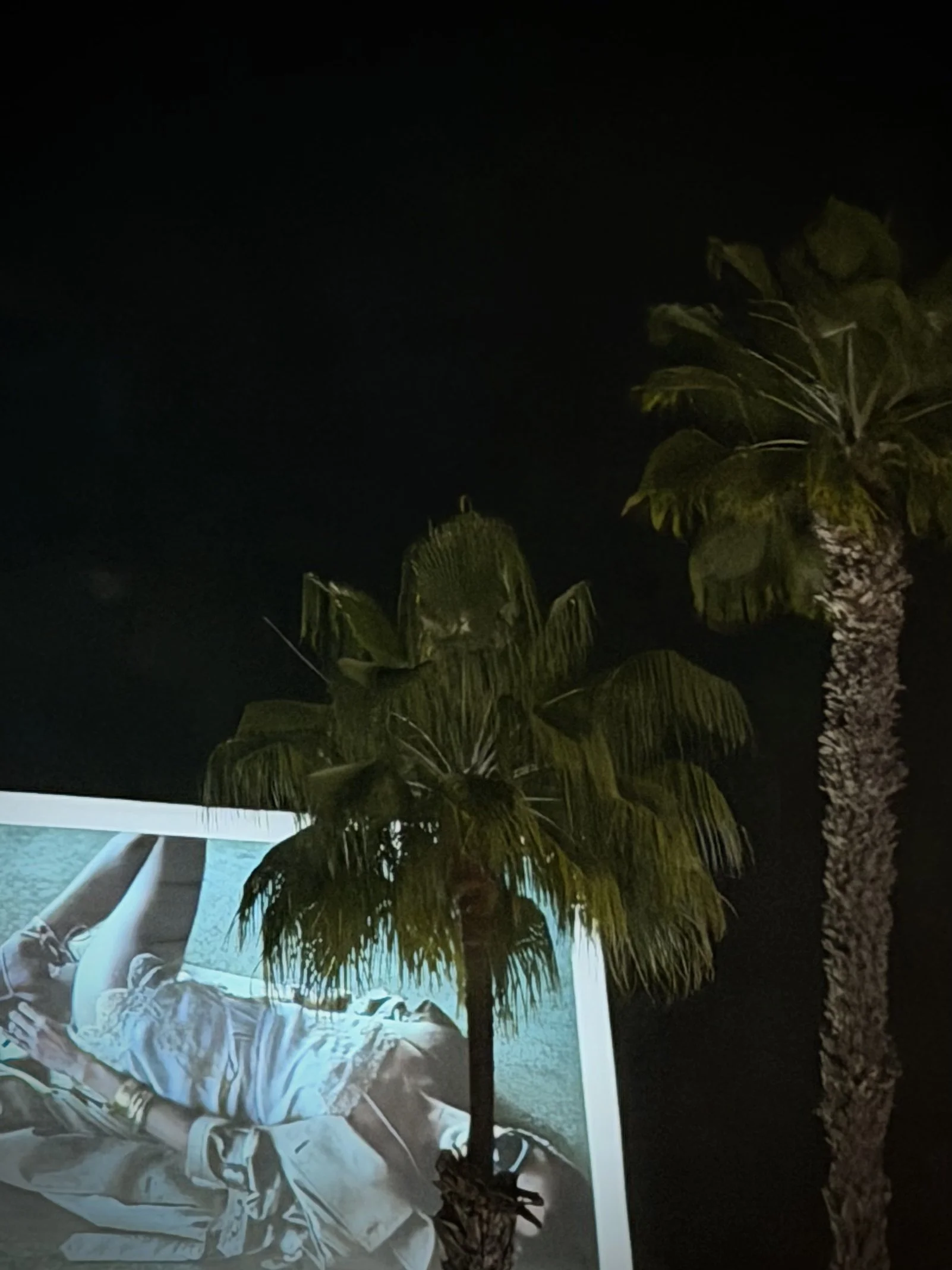 palm trees of L.A.
photography