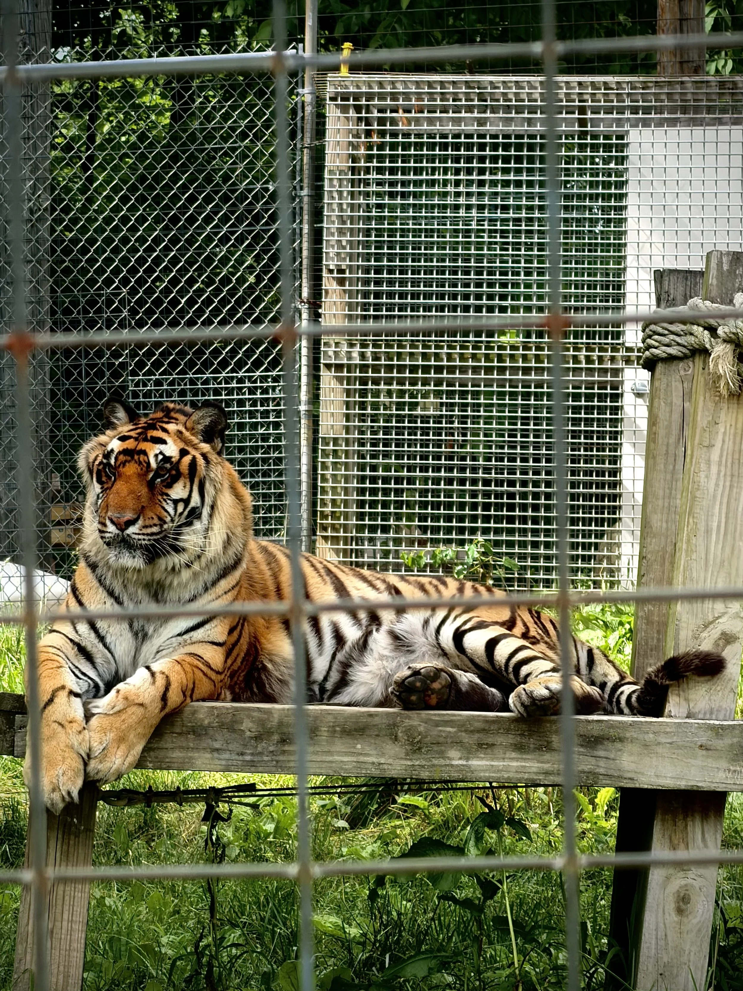 tiger
photography