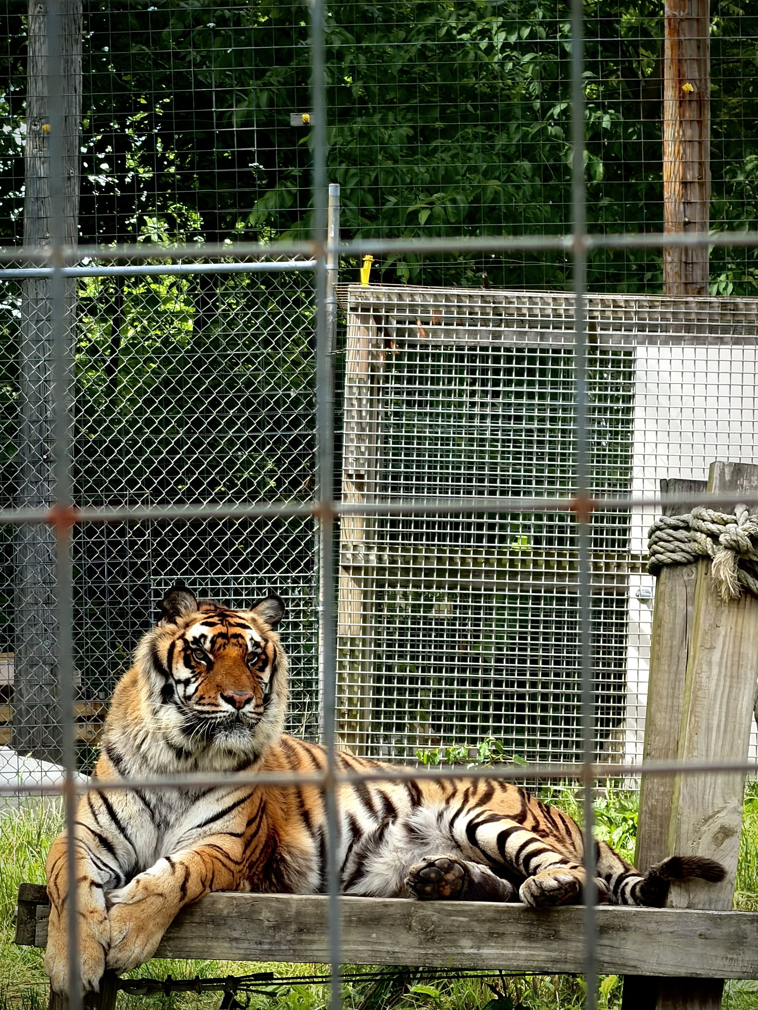 tiger
photography