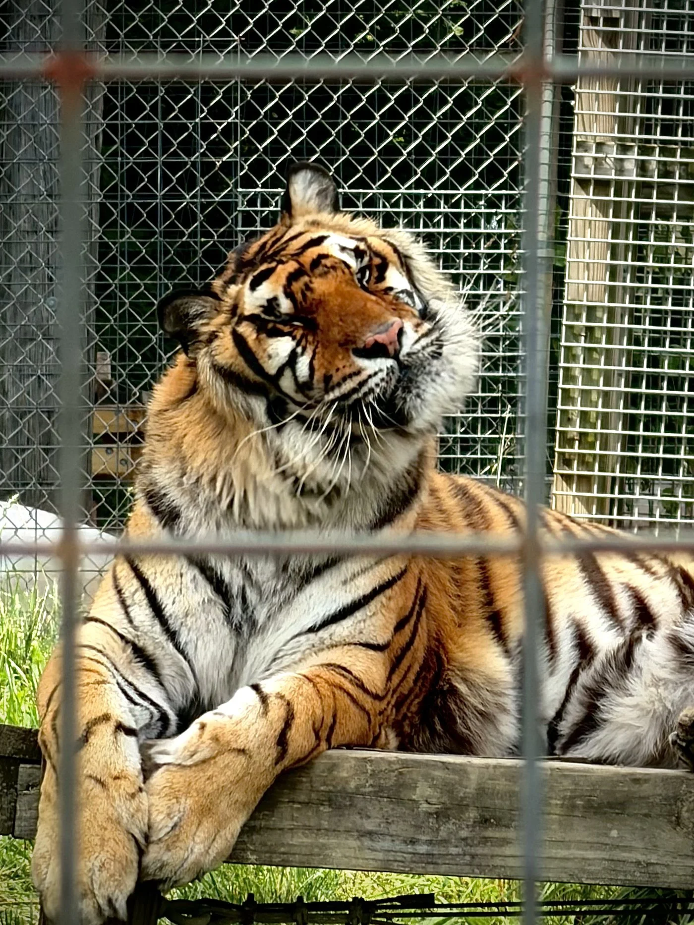 tiger
photography