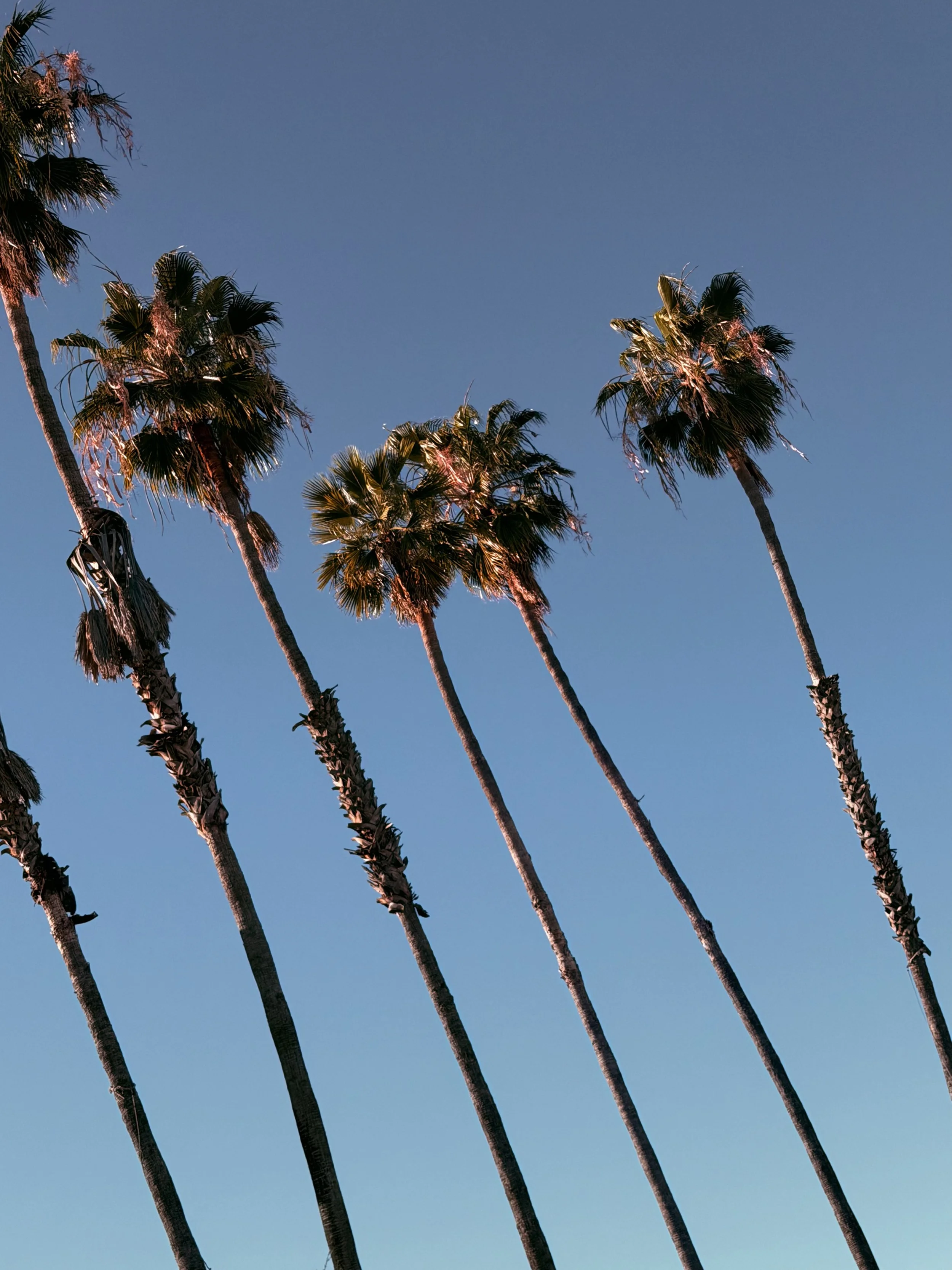palm trees of L.A.
photography