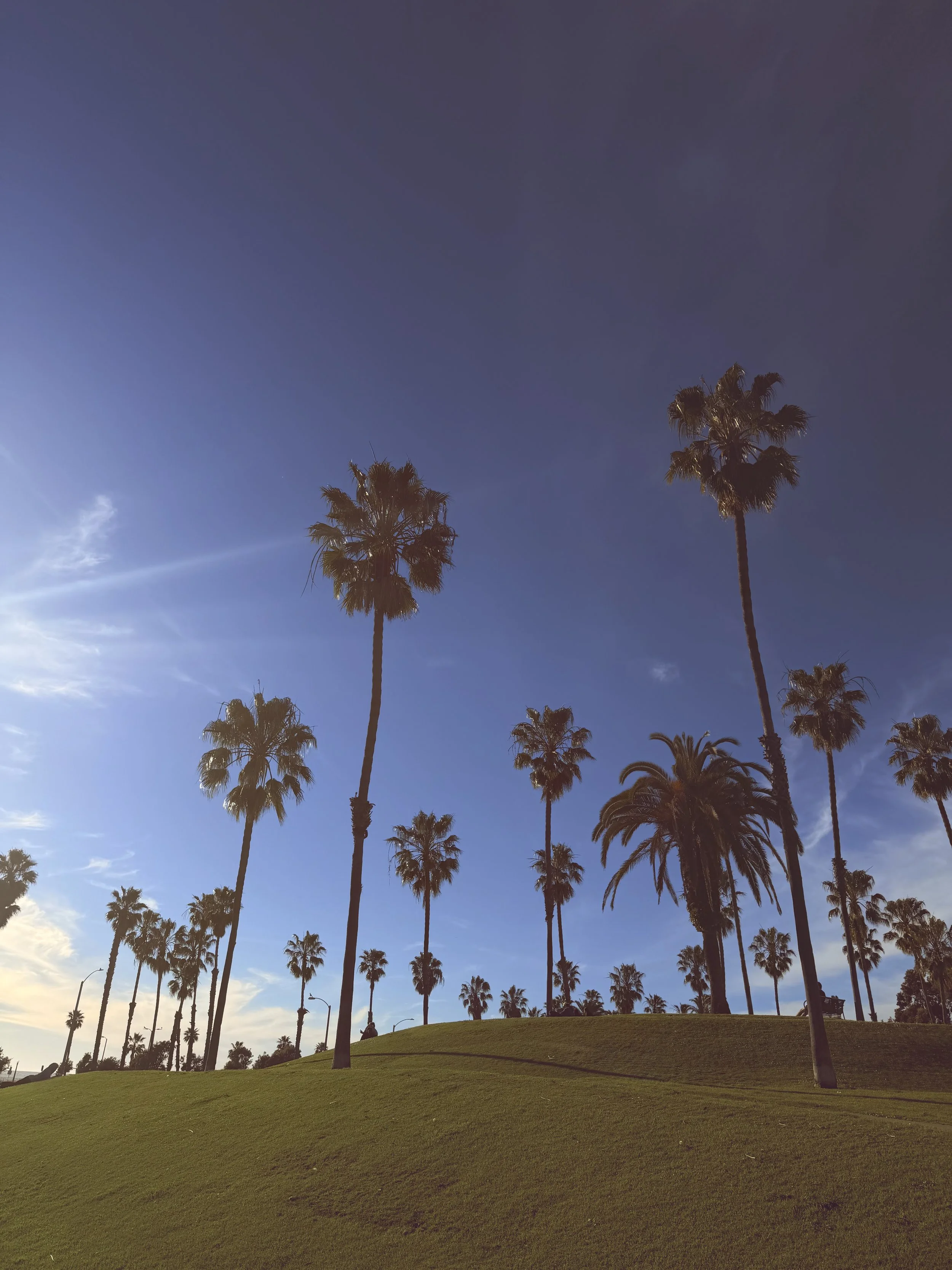 palm trees of L.A.
photography