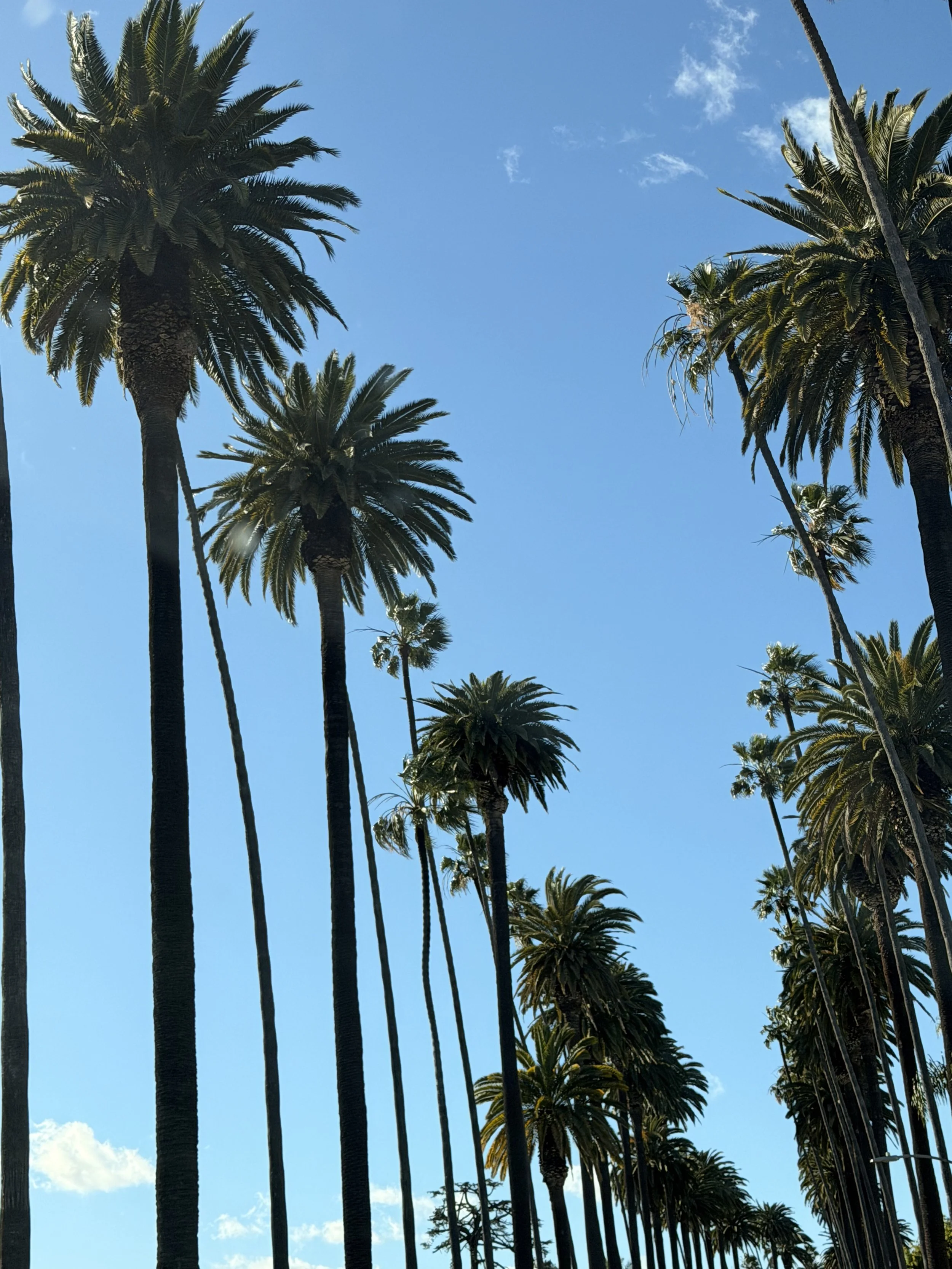 palm trees of L.A.
photography