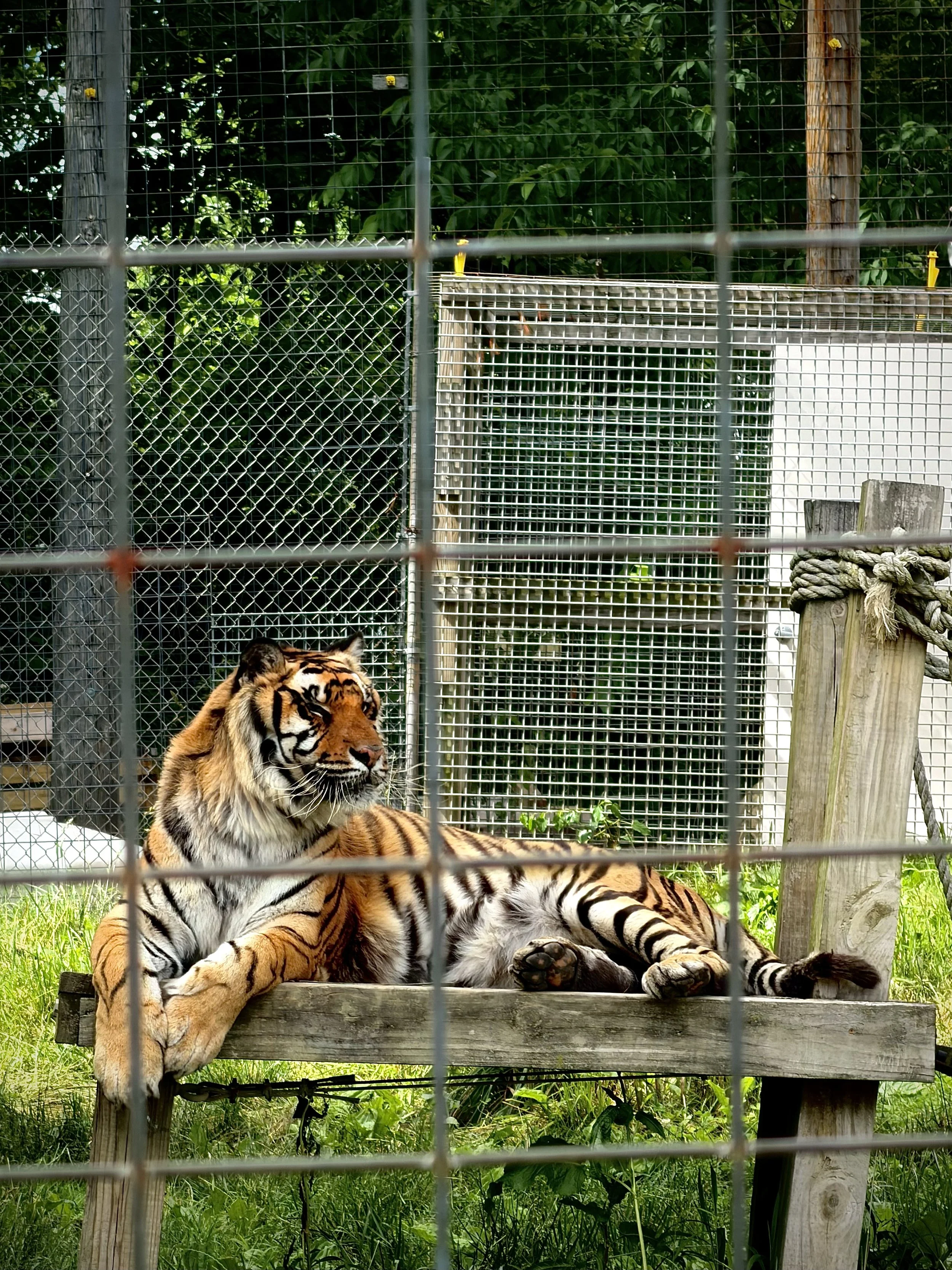 tiger
photography