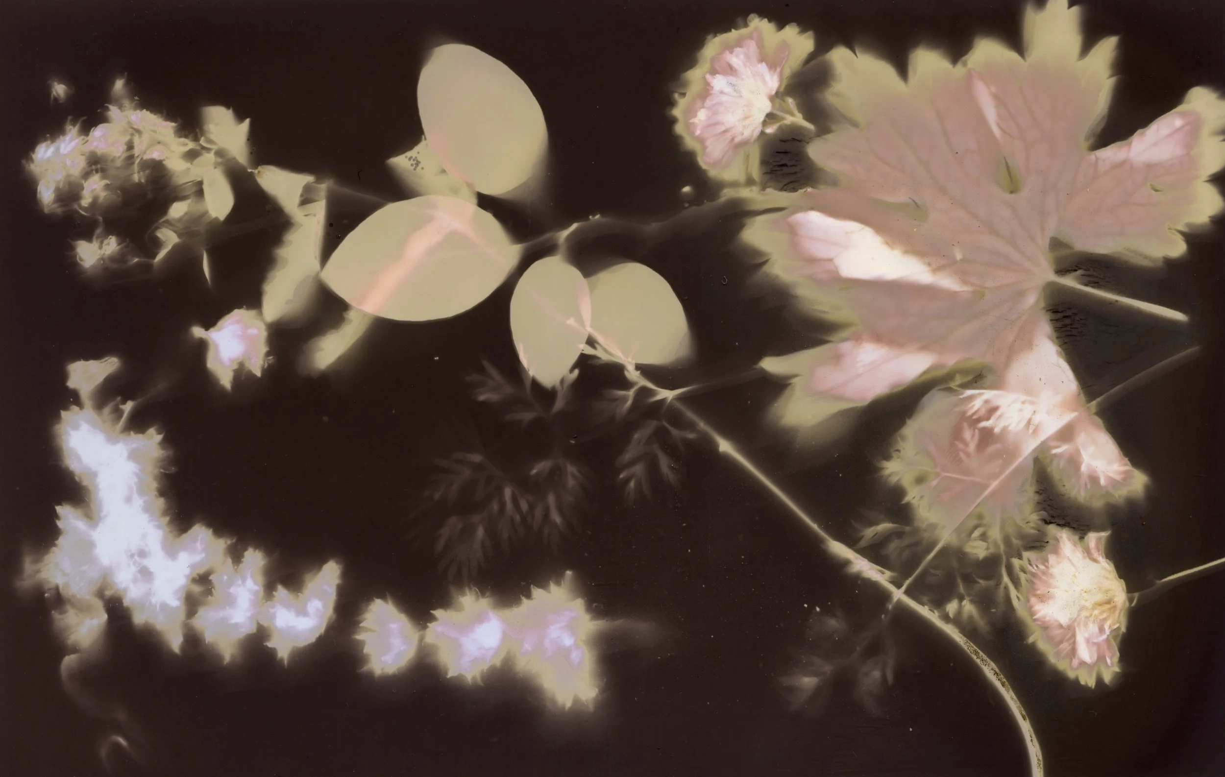 plant energy photography