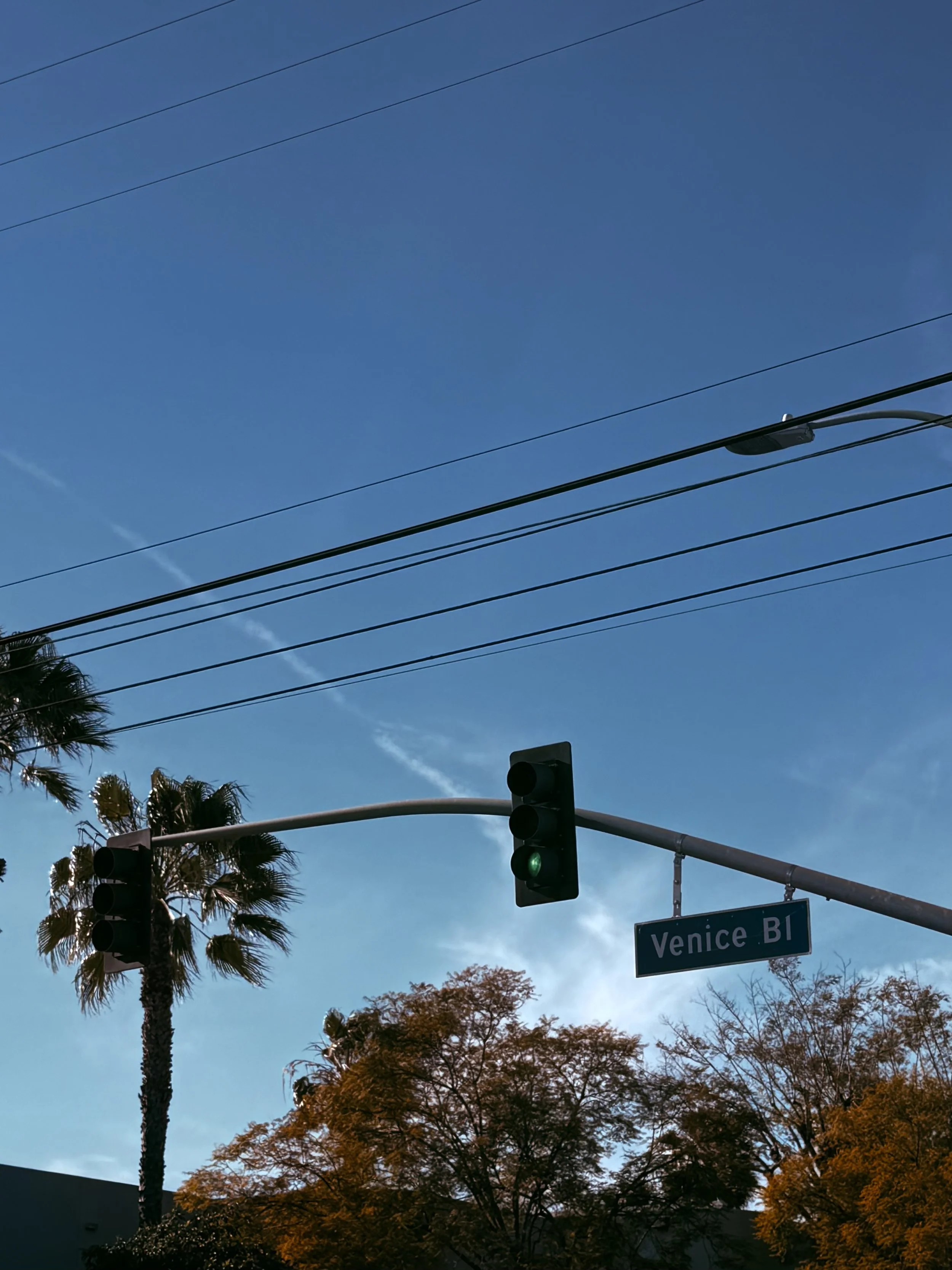 palm trees of L.A.
photography