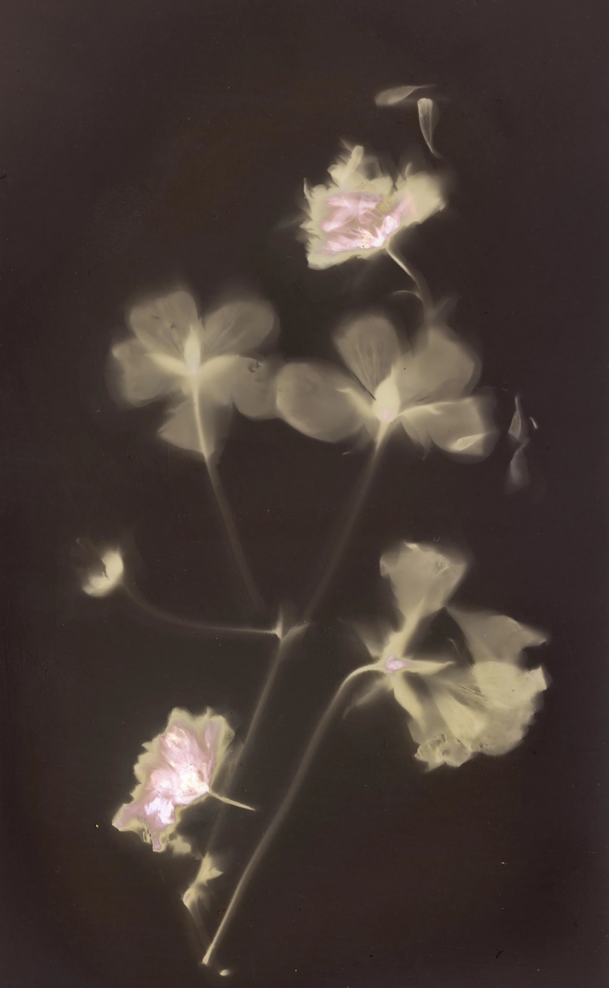 plant energy photography