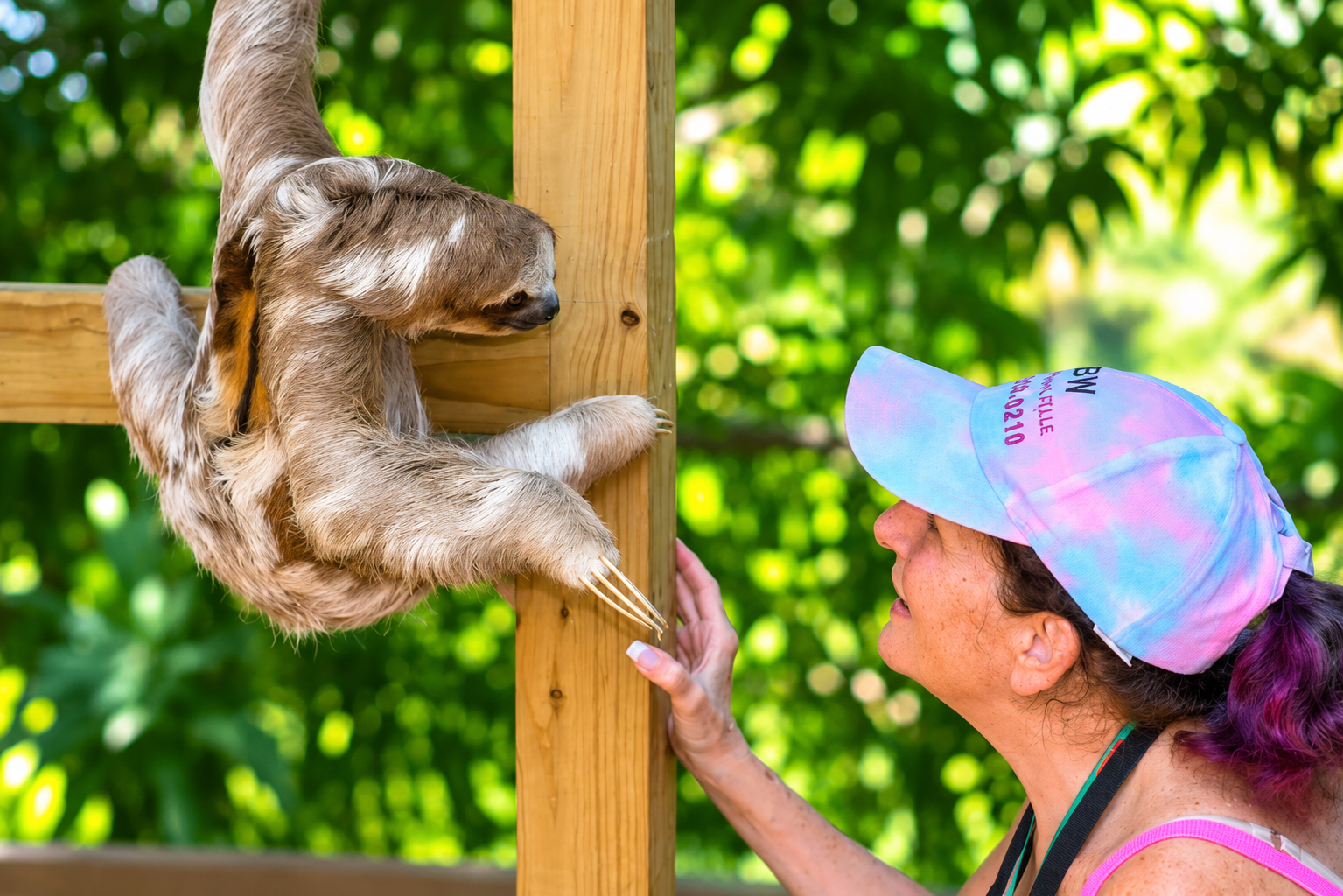 Sloth Encounters 