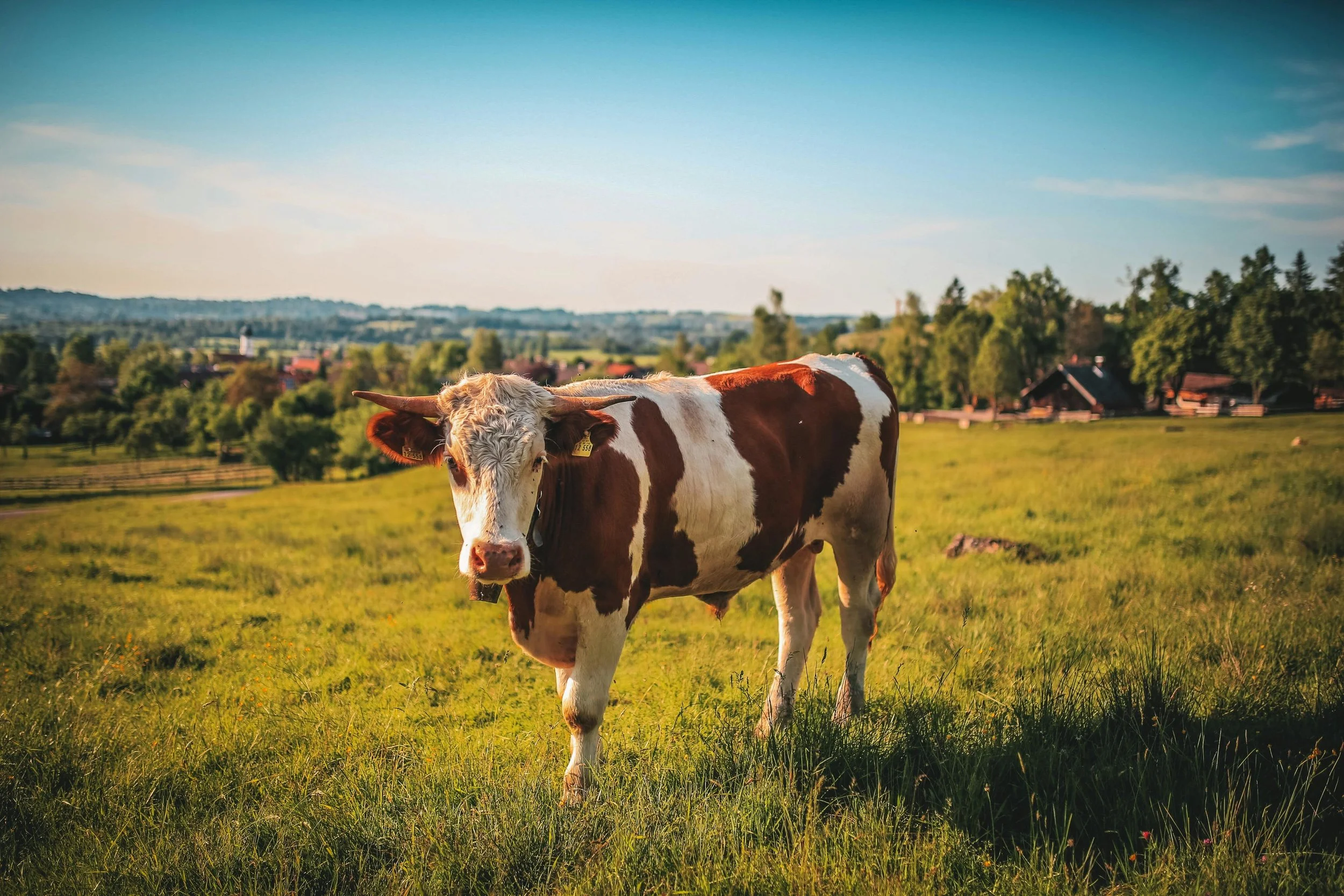 Leighton Durham Helps Secure $8.9M Verdict in the “Cow in the Road” Case!