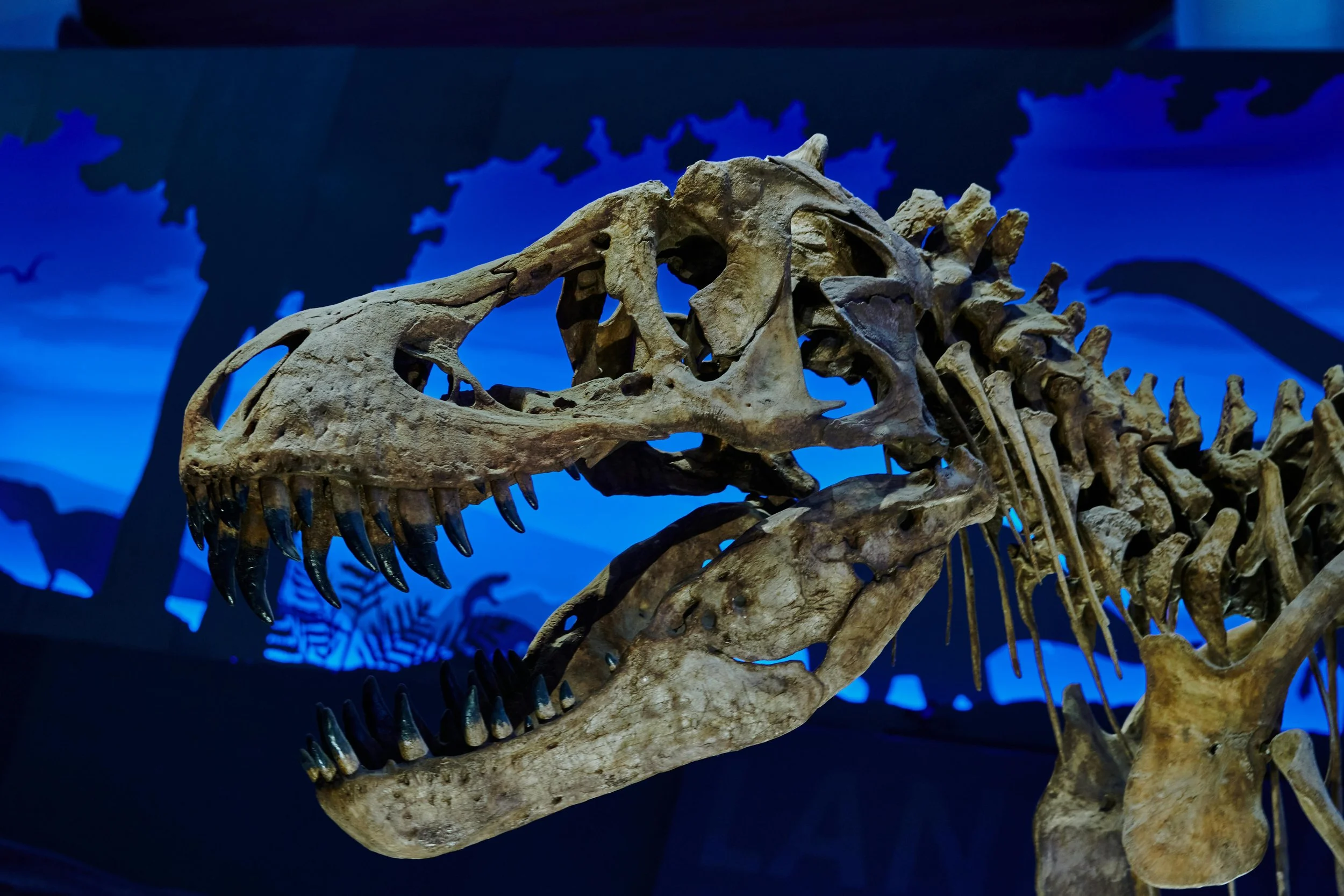 The case of the stolen dinosaur