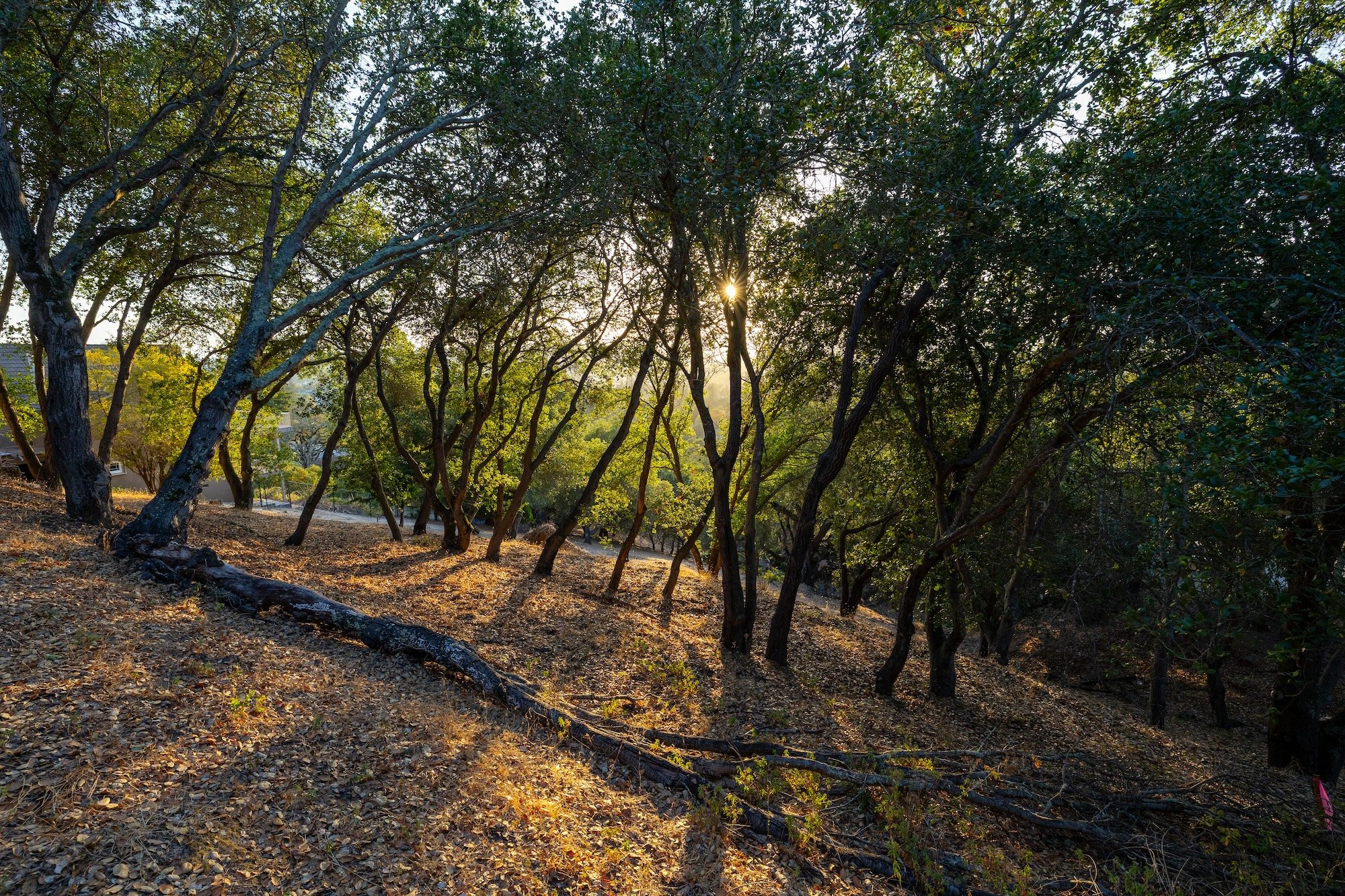 Sunlight filtering through a grove of trees in a wooded area, with leaf-covered ground.