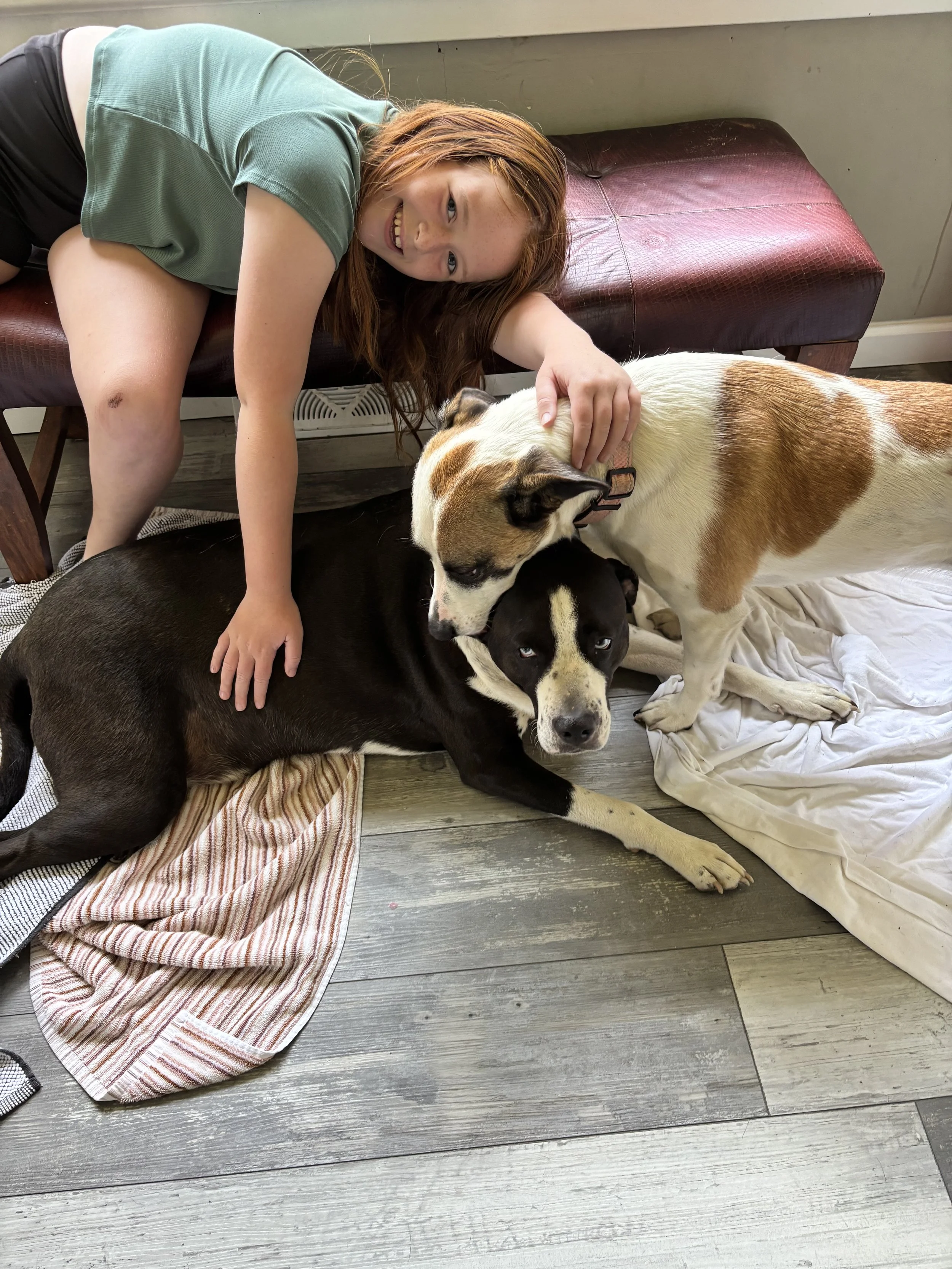Rescue dogs on a premium dogs boarding visit in Malvern, PA.