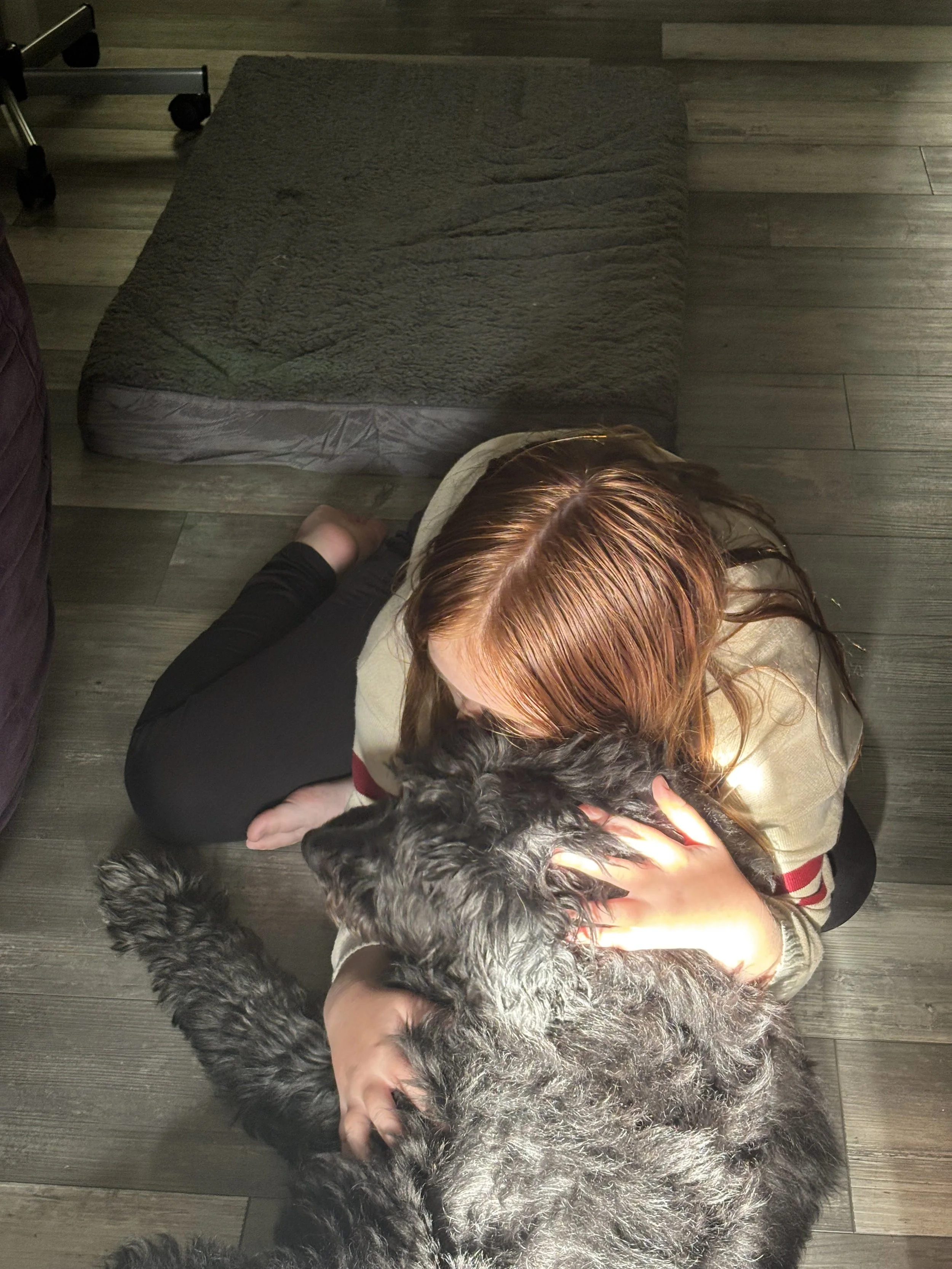 Portuguese Water Dog on premium dog care boarding visit in Coatesville, PA.