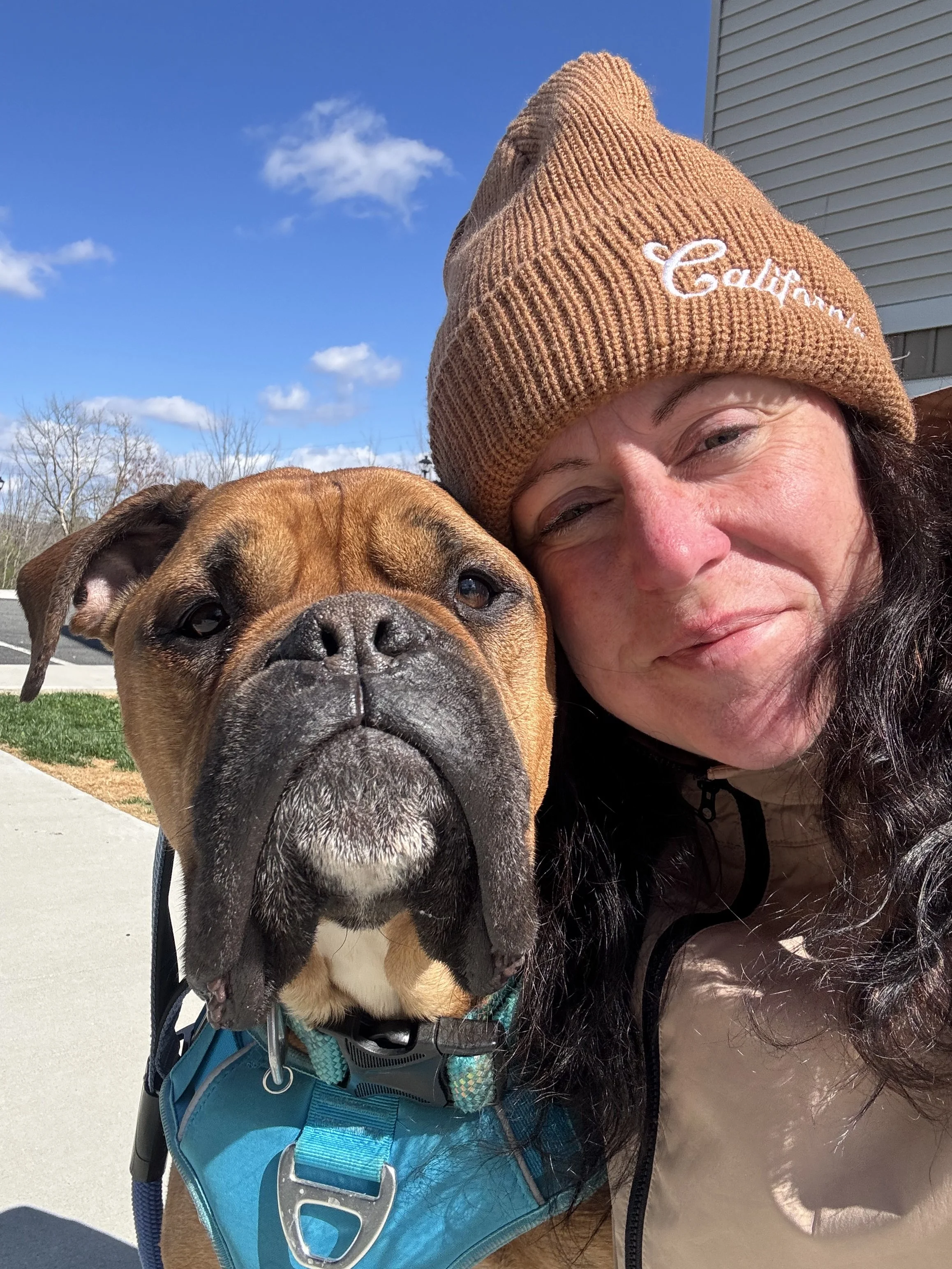 Bullmastiff on a premium dog walking visit in Morgantown, PA.