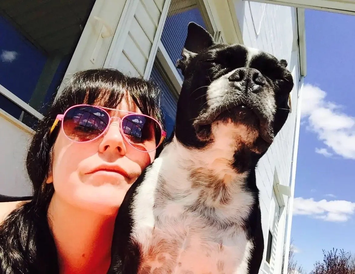 Boston Terrier on a premium dog walking visit in Eagleview, PA.