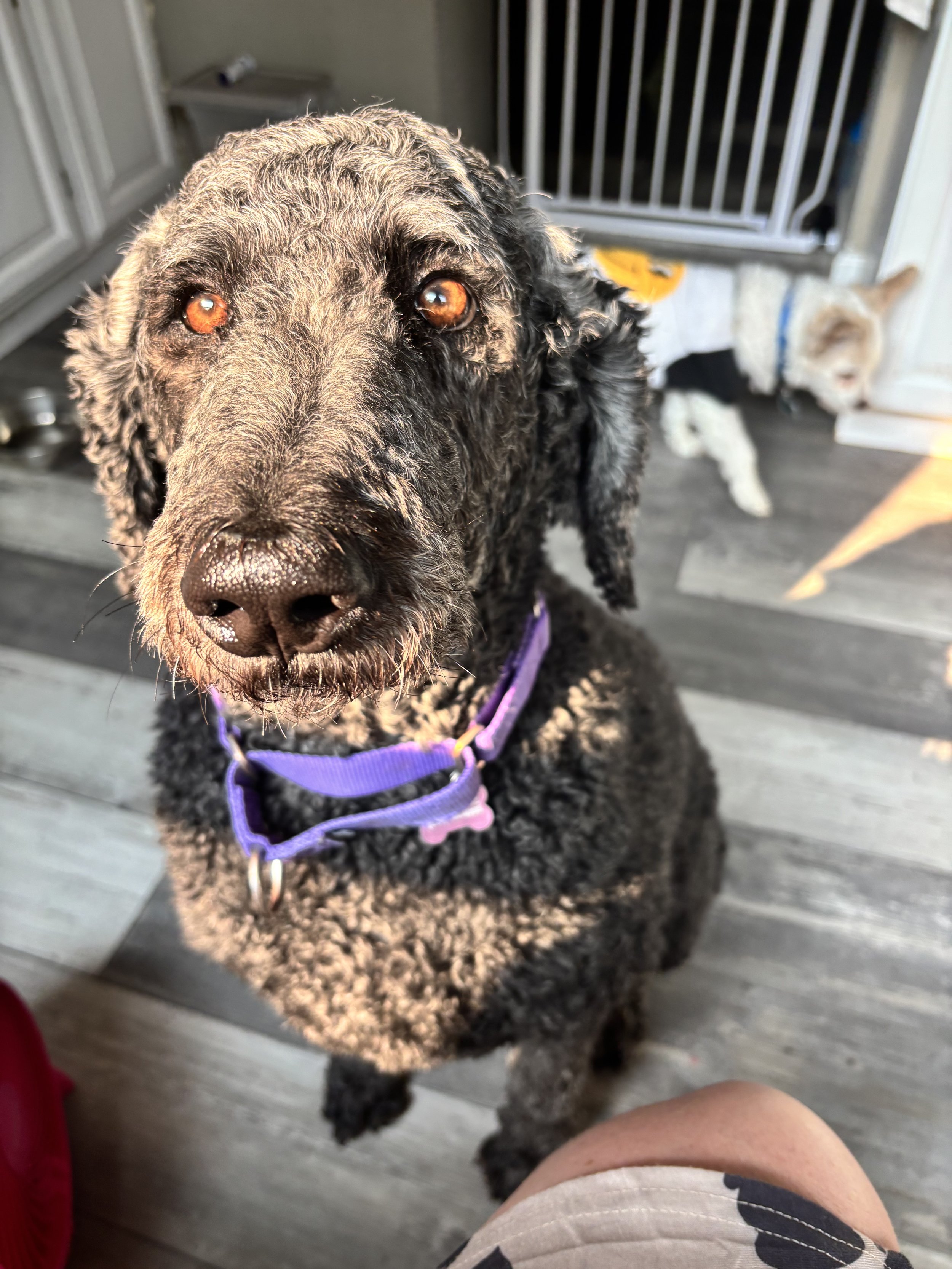 Labradoodle on a premium dogs boarding visit in Coatesville, PA.