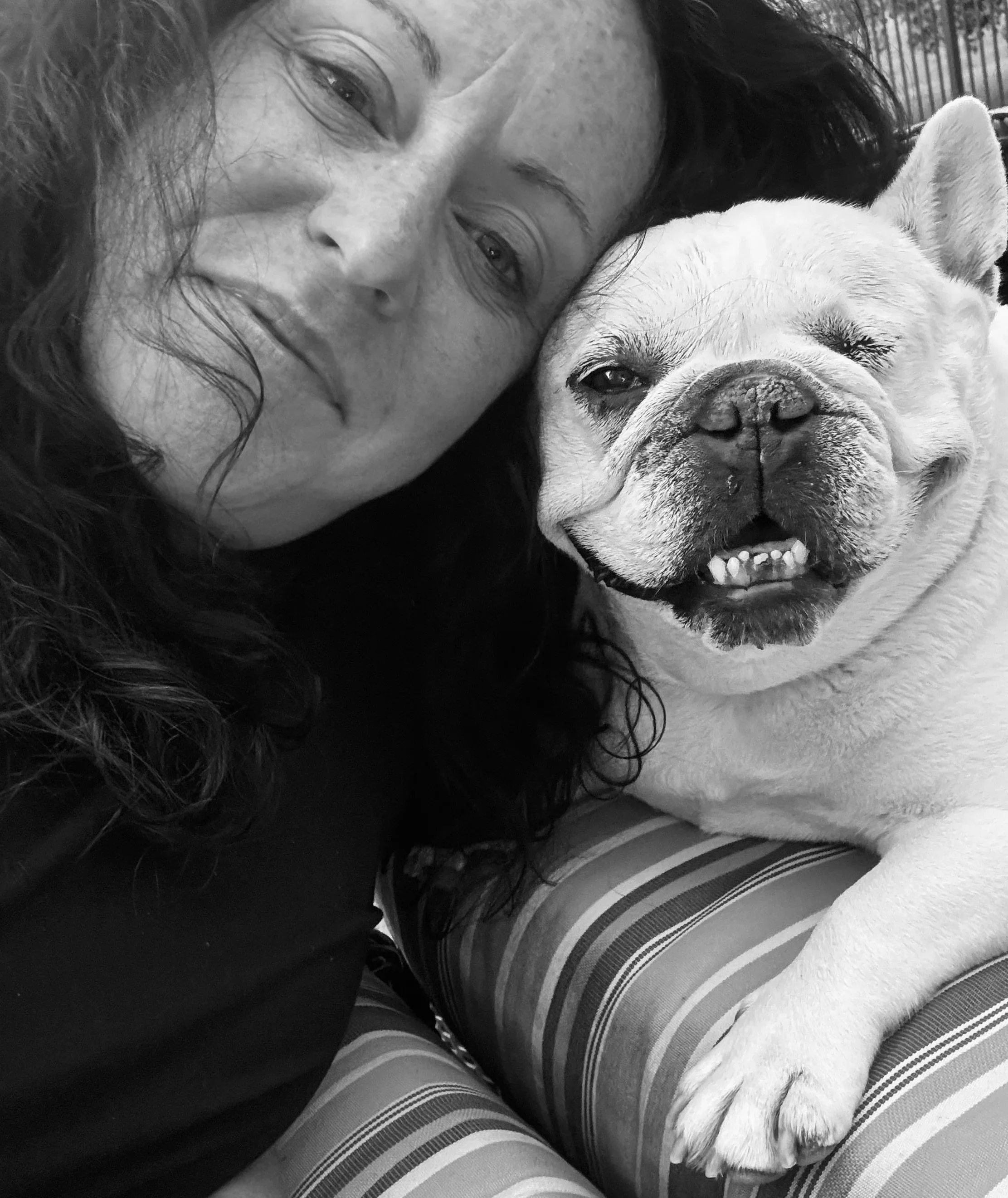 French Bulldog on a premium dog sitting visit in Downingtown, PA.
