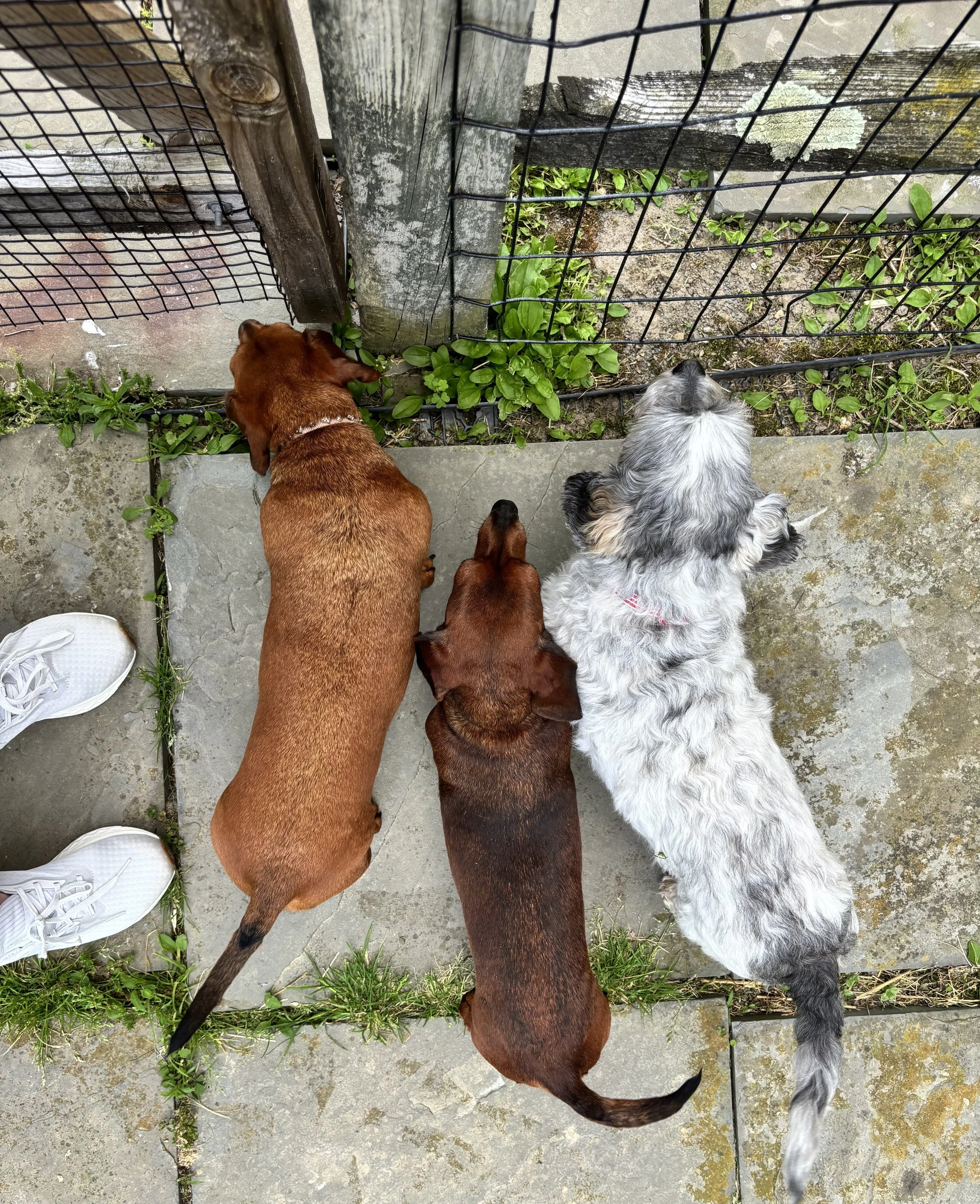 Dachshunds on a premium dogs drop-in visit in Downingtown, PA.