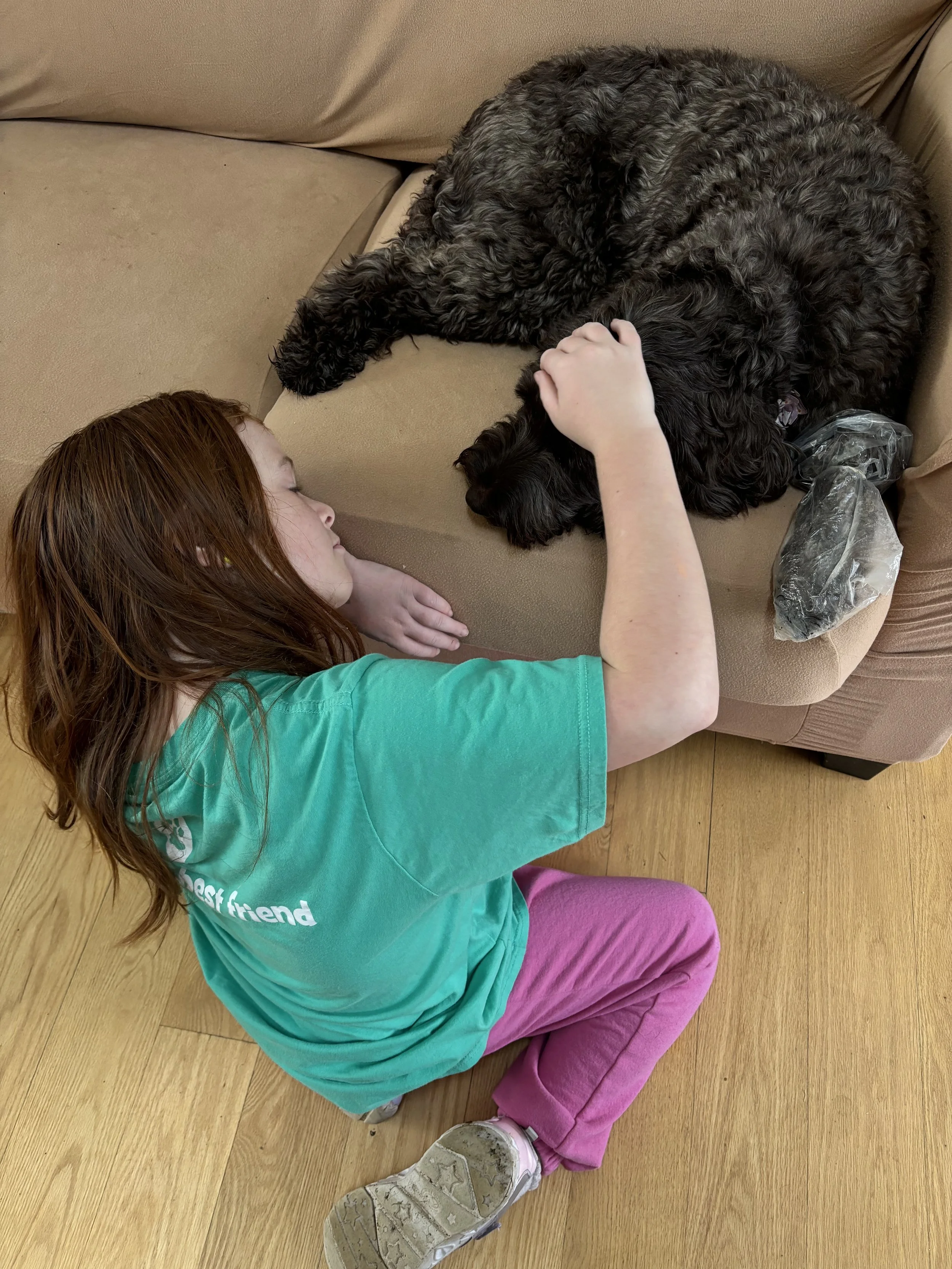 Labradoodle on a premium dog walking visit in Downingtown, PA.