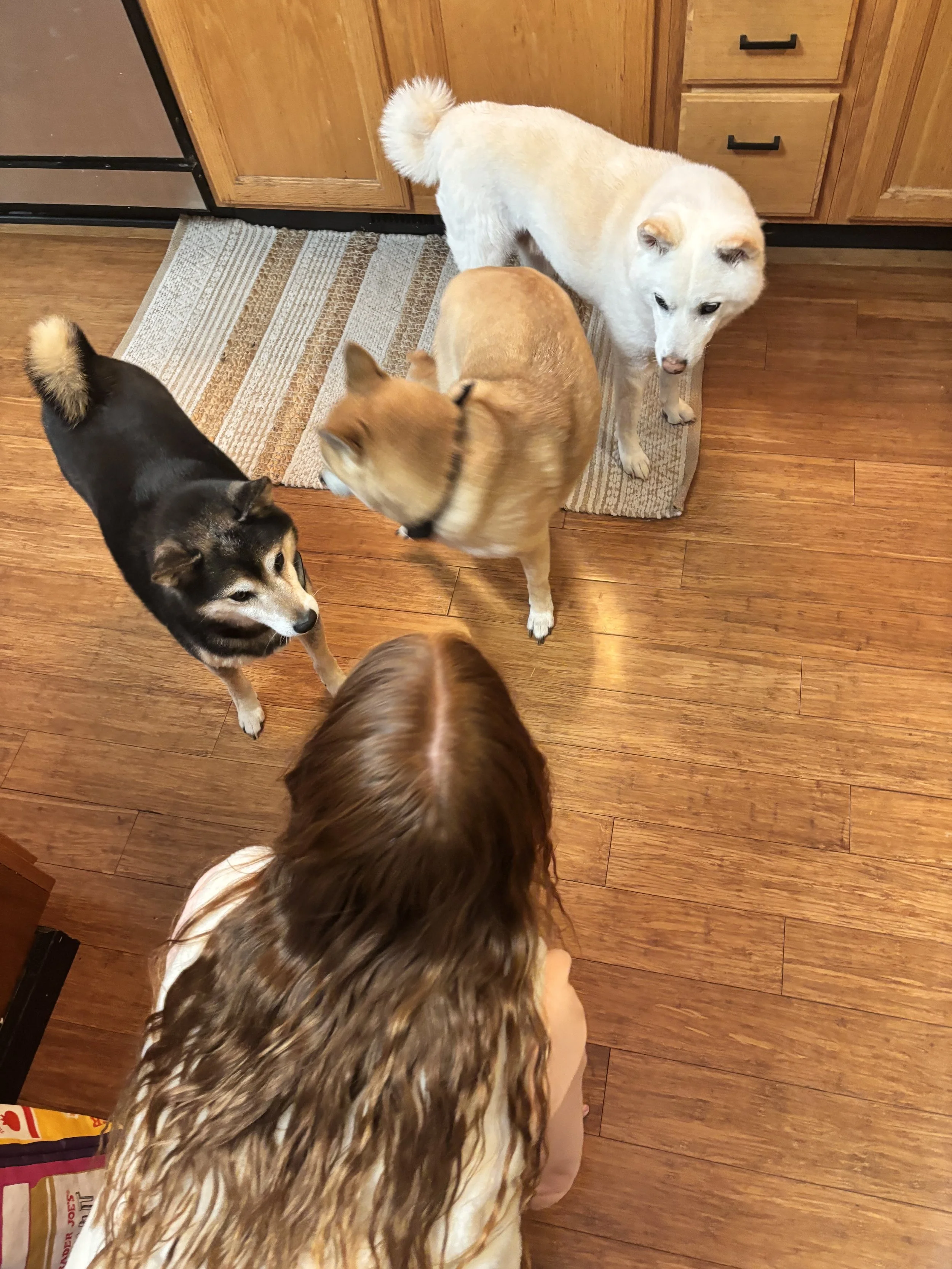 Shiba Inus on a premium dog sitting visit in Coatesville, PA.