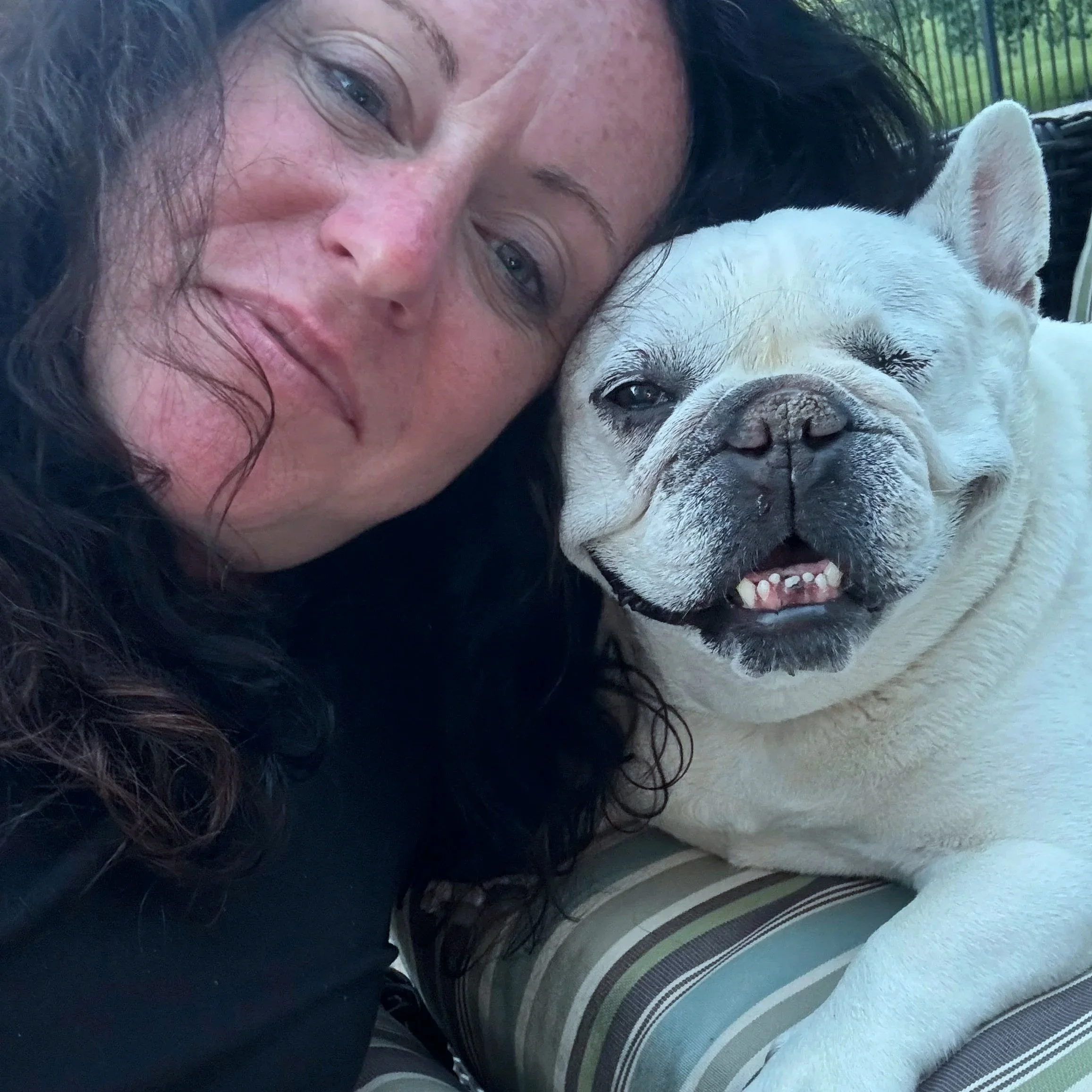 French Bulldog on a premium dog sitting visit in Downingtown, PA.