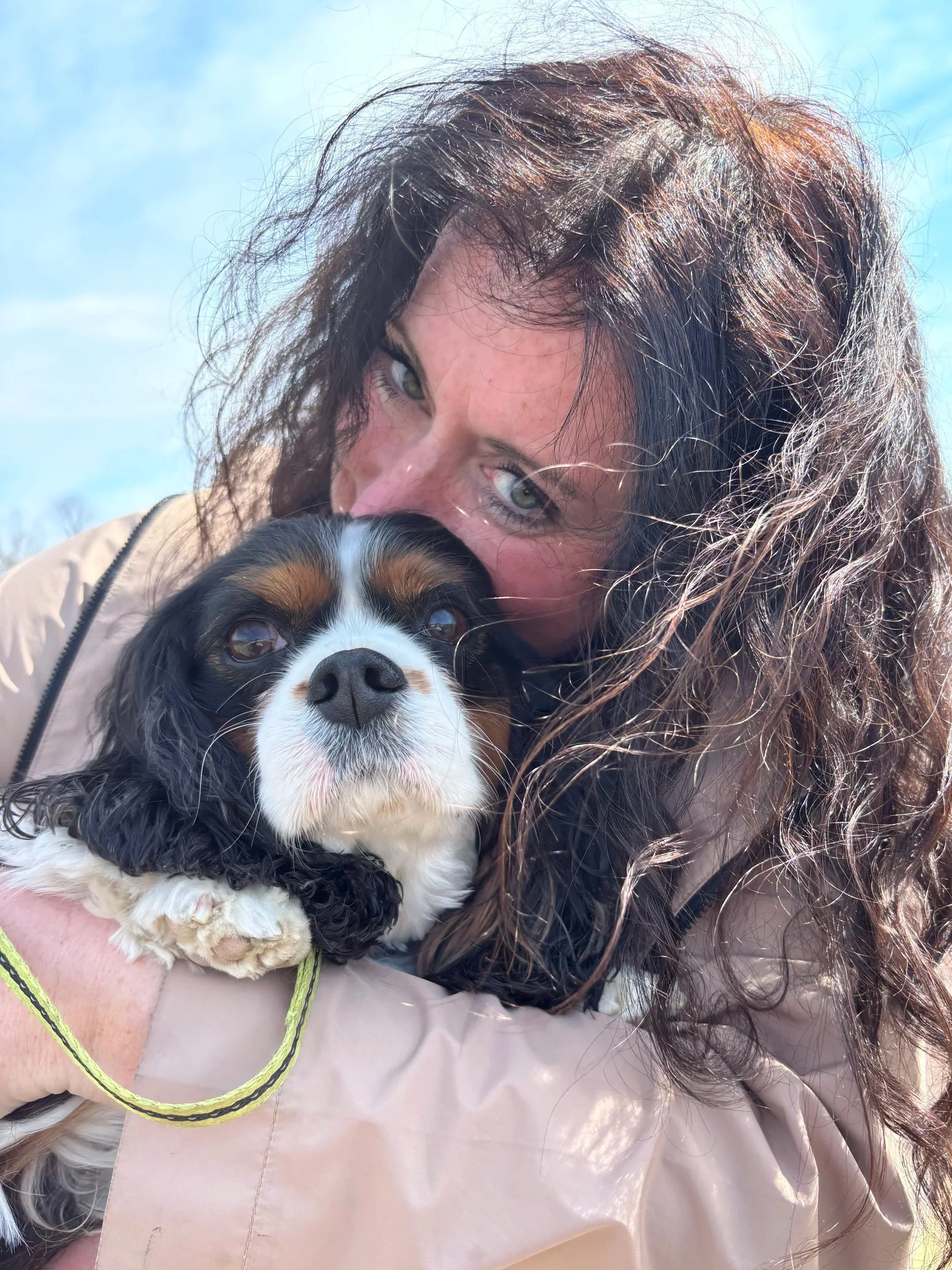 Cavalier King Charles Spaniel on a premium dog walking visit in Glenmoore, PA.