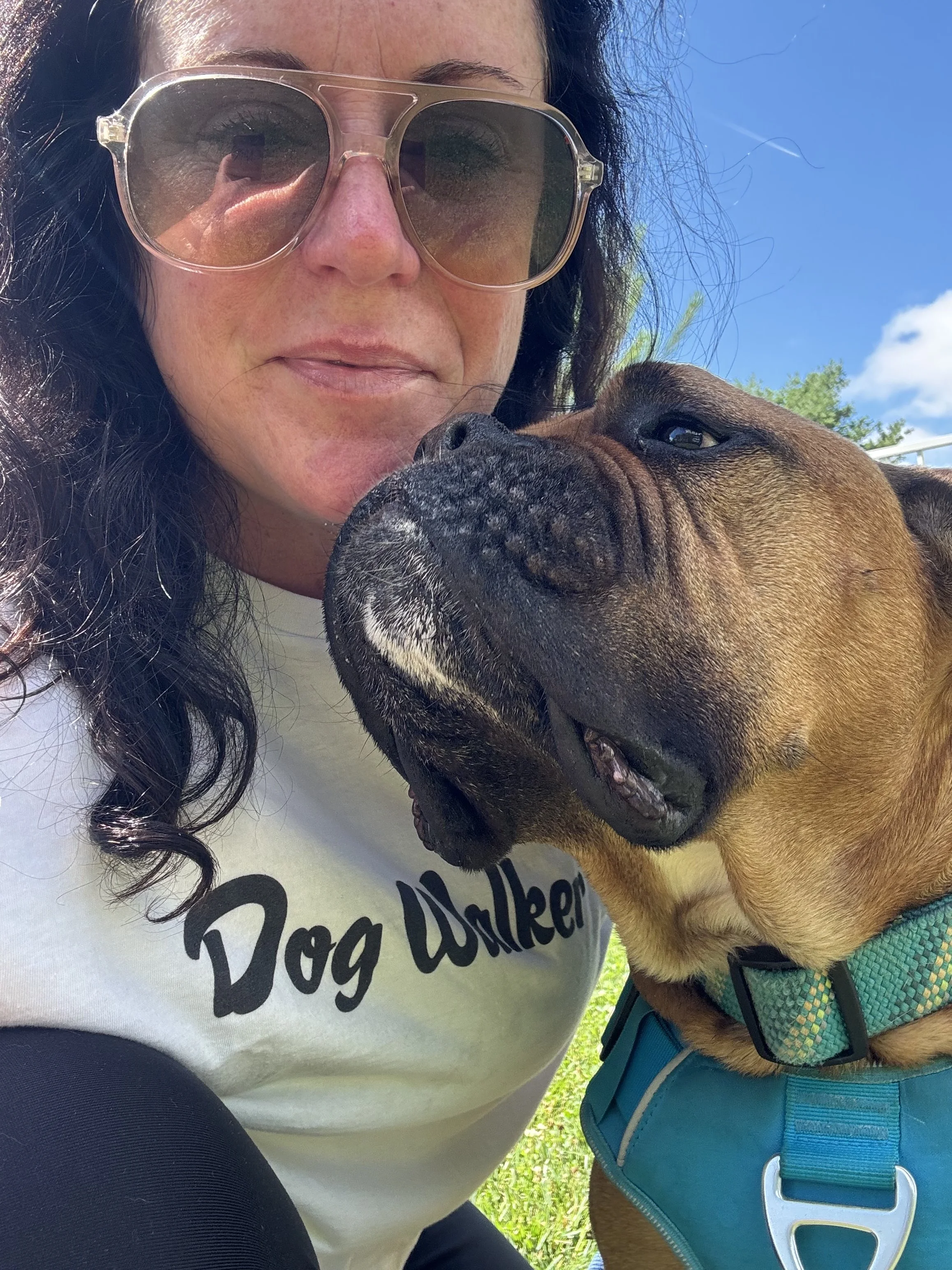 Bullmastiff on a premium dog walking visit in Morgantown, PA.