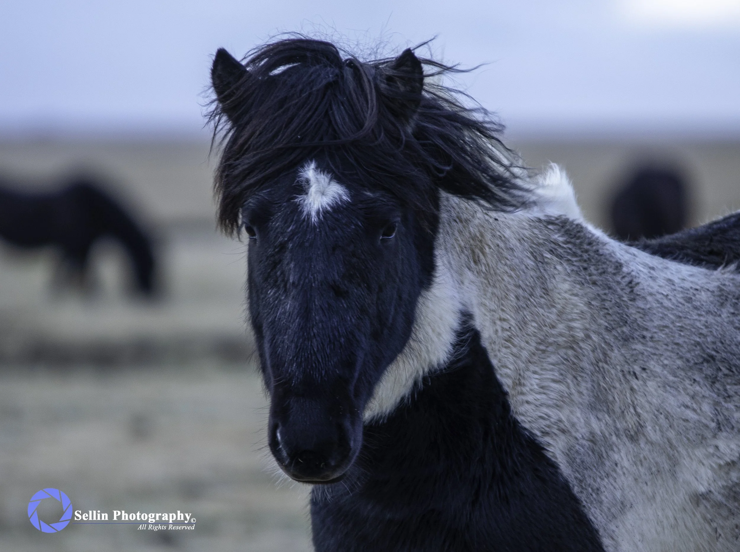 Iceland - Day 3 November 12, 2019