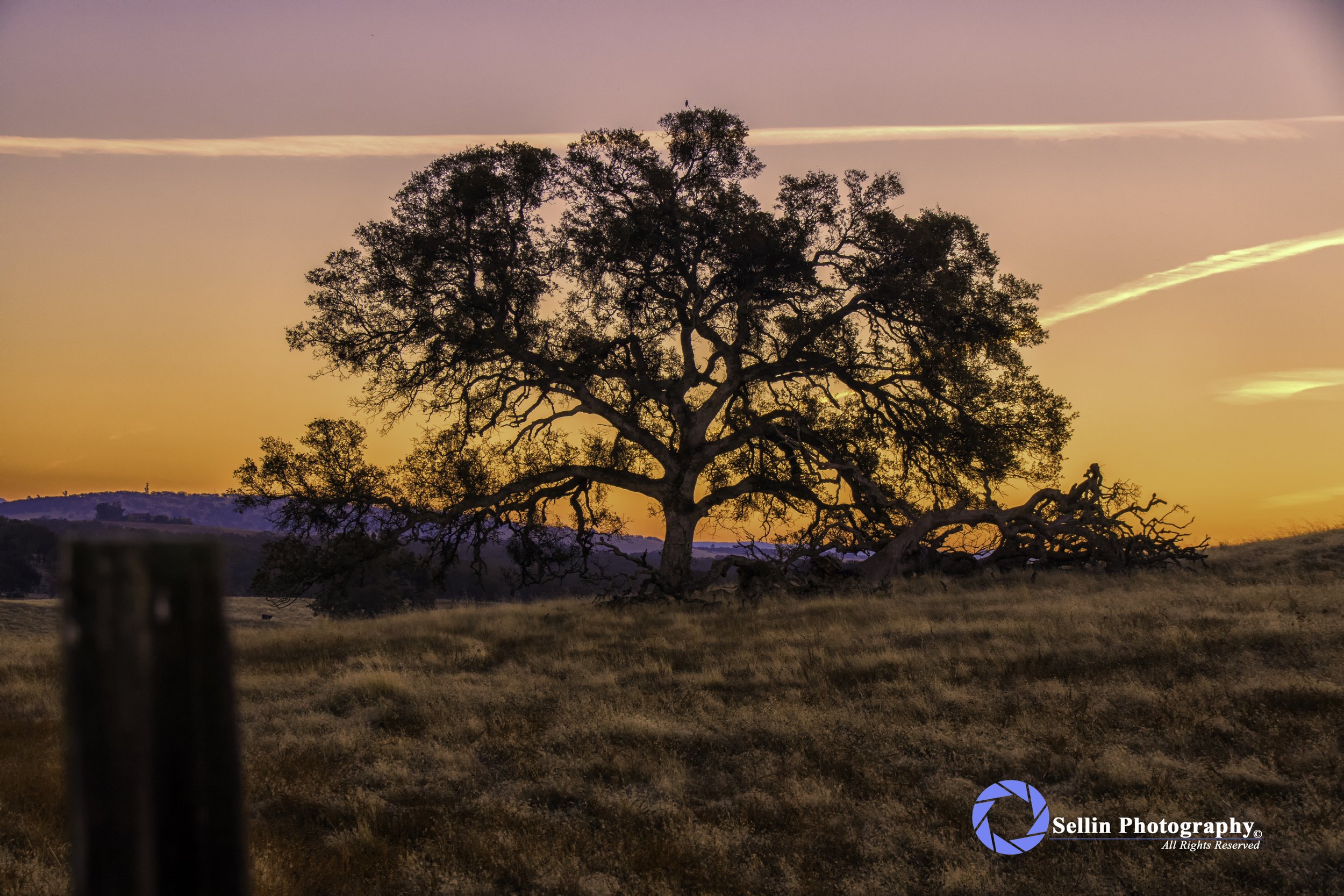 2Y4A0006 Edit (withwatermark 5472 x 3648 resize).jpg