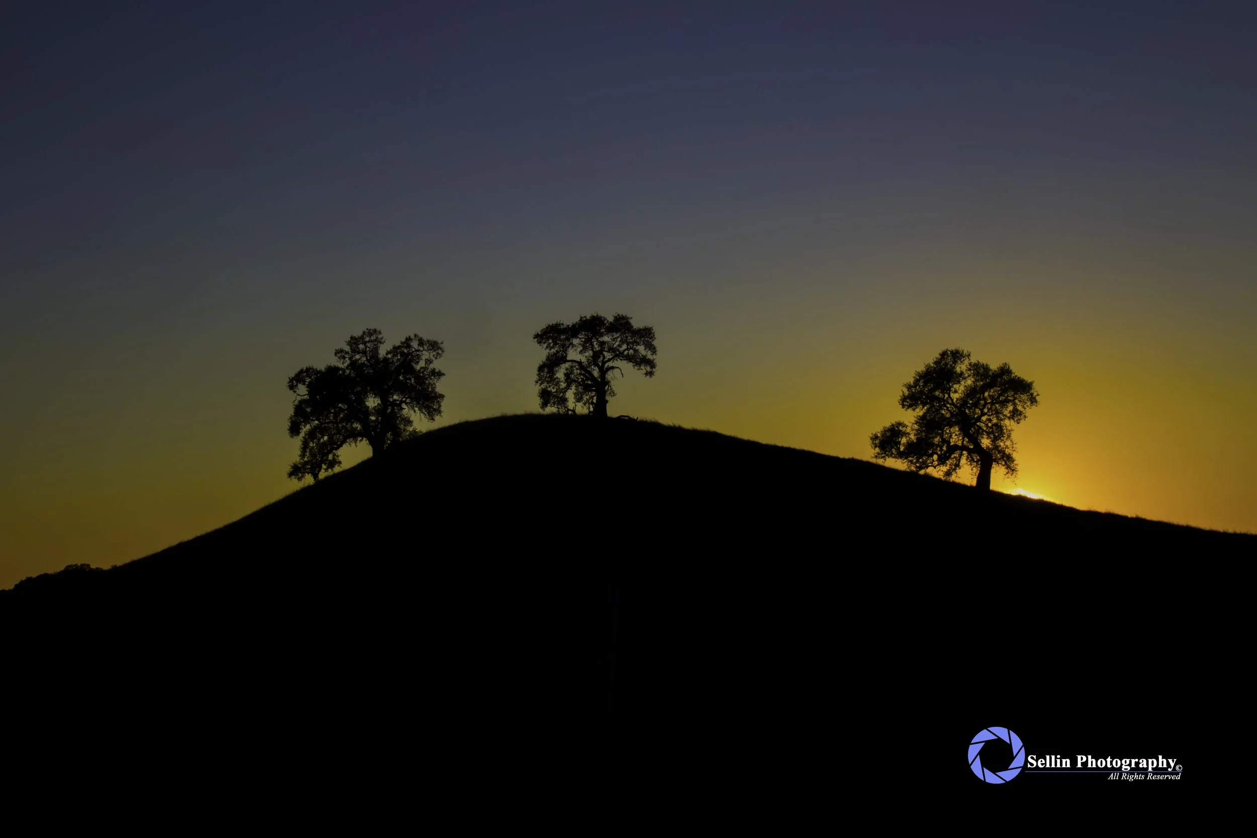 "Three Tree's At Sunset" 