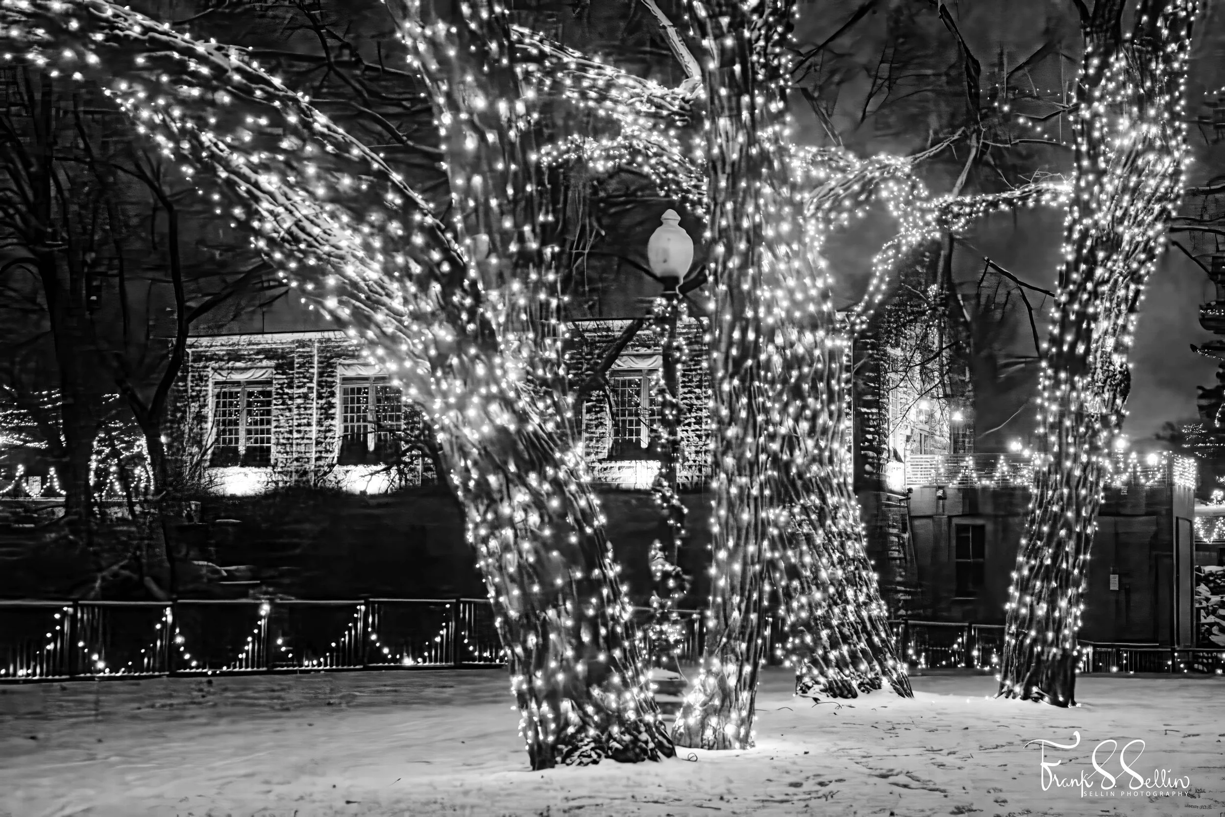 "Winter Lights via Black and White"